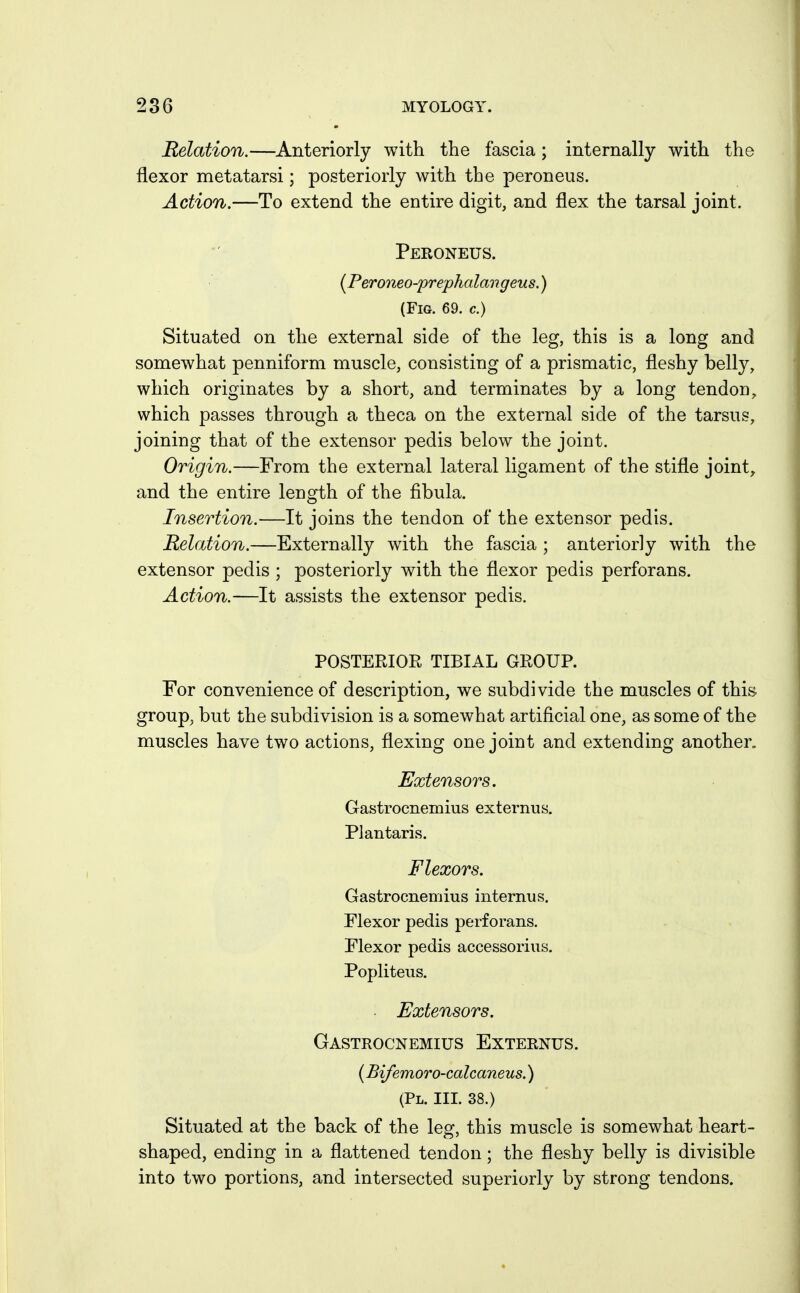 Relation.—Anteriorly with the fascia; internally with the flexor metatarsi; posteriorly with the peroneus. Action.—To extend the entire digit, and flex the tarsal joint. Peroneus. {Peroneo-prephalangeus.) (Fig. 69. c.) Situated on the external side of the leg, this is a long and somewhat penniform muscle, consisting of a prismatic, fleshy belly, which originates by a short, and terminates by a long tendon, which passes through a theca on the external side of the tarsus, joining that of the extensor pedis below the joint. Origin.—From the external lateral ligament of the stifle joints and the entire length of the fibula. Insertion.—It joins the tendon of the extensor pedis. Relation.—Externally with the fascia ; anteriorly with the extensor pedis ; posteriorly with the flexor pedis perforans. Action.—It assists the extensor pedis. POSTERIOR TIBIAL GROUP. For convenience of description, we subdivide the muscles of this group, but the subdivision is a somewhat artificial one, as some of the muscles have two actions, flexing one joint and extending another. Extensors. Gastrocnemius externus. Plantaris. Flexors. Gastrocnemius internus. Flexor pedis perforans. Flexor pedis accessorius. Popliteus. . Extensors. Gastrocnemius Externus. {Bifemoro-calcaneus.) (Pl. III. 38.) Situated at the back of the leg, this muscle is somewhat heart- shaped, ending in a flattened tendon; the fleshy belly is divisible into two portions, and intersected superiorly by strong tendons.