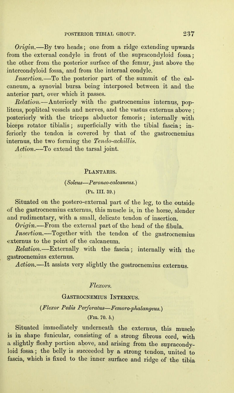 Origin.—By two heads; one from a ridge extending upwards from the external condyle in front of the supracondyloid fossa; the other from the posterior surface of the femur, just above the intercondyloid fossa, and from the internal condyle. Insertion.—To the posterior part of the summit of the cal- caneum, a synovial bursa being interposed between it and the anterior part, over which it passes. Relation.—Anteriorly with the gastrocnemius internus, pop- liteus, popliteal vessels and nerves, and the vastus externus above ; posteriorly with the triceps abductor femoris ; internally with biceps rotator tibialis; superficially with the tibial fascia; in- feriorly the tendon is covered by that of the gastrocnemius internus, the two forming the Tendo-achillis. Action.—To extend the tarsal joint. Plantaris. (Soleus—Feroneo-calcaneus.) (PL. III. 39.) Situated on the postero-external part of the leg, to the outside of the gastrocnemius externus, this muscle is, in the horse, slender and rudimentary, with a small, delicate tendon of insertion. Origin.—From the external part of the head of the fibula. Insertion.—Together with the tendon of the gastrocnemius -externus to the point of the calcaneum. Relation.—Externally with the fascia; internally with the gastrocnemius externus. Action,—It assists very slightly the gostrocnemius externus. Flexors. Gastrocnemius Internus. {Flexor Pedis Perforatus—Femoro-phalangeus.) (Fig. 70. h.) Situated immediately underneath the externus, this muscle is in shape funicular, consisting of a strong fibrous cord, with a slightly fleshy portion above, and arising from the supracondy- loid fossa; the belly is succeeded by a strong tendon, united to fascia, which is fixed to the inner surface and ridge of the tibia