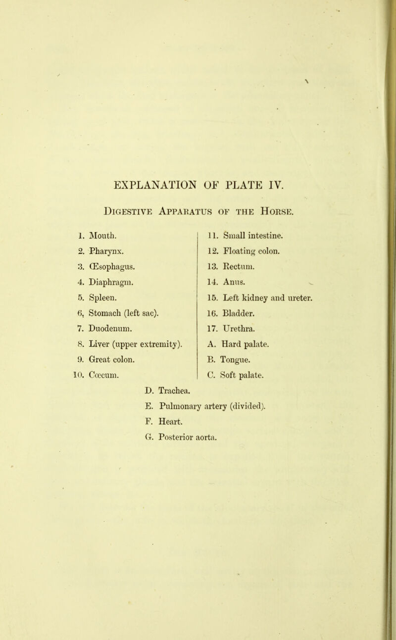 EXPLANATION OF PLATE IV. Digestive Apparatus of the Horse. 1. Mouth. 2. Pharynx. 3. (Esophagus. 4. Diaphragm. 5. Spleen. 6. Stomach (left sac). 7. Duodenum. 8. Liver (upper extremity). 9. Great colon. 10. Ccecum. 11. Small intestine. 12. Floating colon. 13. Rectum. 14. Anus. 15. Left kidney and ureter. 16. Bladder. 17. Urethra. A. Hard palate. B. Tongue. C. Soft palate. D. Trachea. E. Pulmonary artery (divided), F. Heart. G. Posterior aorta.