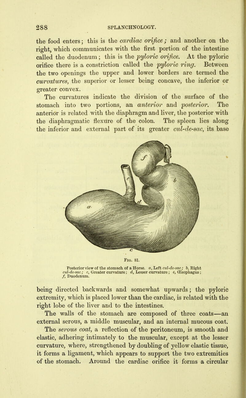 the food enters; this is the cardiac orifice; and another on the right, which communicates with the first portion of the intestine called the duodenum; this is the pyloric orifice. At the pyloric orifice there is a constriction called the pyloric ring. Between the two openings the upper and lower borders are termed the curvatures, the superior or lesser being concave, the inferior or greater convex. The curvatures indicate the division of the surface of the stomach into two portions, an anterior and posterior. The anterior is related with the diaphragm and liver, the posterior with the diaphragmatic flexure of the colon. The spleen lies along the inferior and external part of its greater cul-de-sac, its base Fig. 81. Posteriorview of the stomach of a Horse. «, Left a«?-de-sac; b. Right cul-de-sac; c, Greater curvature; d, Lesser curvature ; e, Oesophagus ; /, Duodenum. being directed backwards and somewhat upwards; the pyloric extremity, which is placed lower than the cardiac, is related with the right lobe of the liver and to the intestines. The walls of the stomach are composed of three coats—an external serous, a middle muscular, and an internal mucous coat. The serous coat, a reflection of the peritoneum, is smooth and elastic, adhering intimately to the muscular, except at the lesser curvature, where, strengthened by doubling of yellow elastic tissue, it forms a ligament, which appears to support the two extremities of the stomach. Around the cardiac orifice it forms a circular