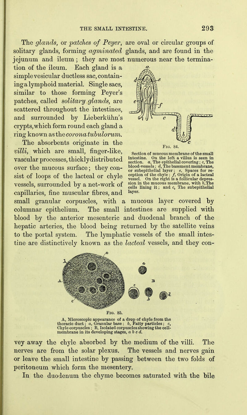 The glands, or patches of Peyer, are oval or circular groups of solitary glands, forming agminated glands, and are found in the jejunum and ileum ; they are most numerous near the termina- tion of the ileum. Each gland is a simple vesicular ductless sac,contain- inga lymphoid material. Single sacs, similar to those forming Peyer's patches, called solitary glands, are scattered throughout the intestines, and surrounded by Lieberkiihn's crypts, which form round each gland a ring known Si,sth.ecoronatuhulorum. The absorbents originate in the villi, which are small, finger-like, vascular processes, thickly distributed over the mucous surface; they con- sist of loops of the lacteal or chyle vessels, surrounded by a net-work of capillaries, fine muscular fibres, and small granular corpuscles, with a mucous columnar epithelium. The small blood by the anterior mesenteric Fig. 84. Section of mucous membrane of the small intestine. On the left a villus is seen in section, a, The epithelial covering; c, The blood-vessels; d, The basement membrane, or subepithelial layer; e. Spaces for re- ception of the chyle ; /, Origin of a lacteal vessel. On the right is a follicular depres- sion in the mucous membrane, with &,The cells lining it; and c, The subepithelial layer. layer covered by intestines are supplied with and duodenal branch of the hepatic arteries, the blood being returned by the satellite veins to the portal system. The lymphatic vessels of the small intes- tine are distinctively known as the lacteal vessels, and they con- FiG. 85. A, Microscopic appearance of a drop of chyle from the thoracic duct; a, Granular base ; b, Fatty particles; c. Chyle corpuscles ; B, Isolated corpuscles showing the cell- membrane in its developing stages, abed. vey away the chyle absorbed by the medium of the villi. The nerves are from the solar plexus. The vessels and nerves gain or leave the small intestine by passing between the two folds of peritoneum which form the mesentery. In the duodenum the chyme becomes saturated with the bile