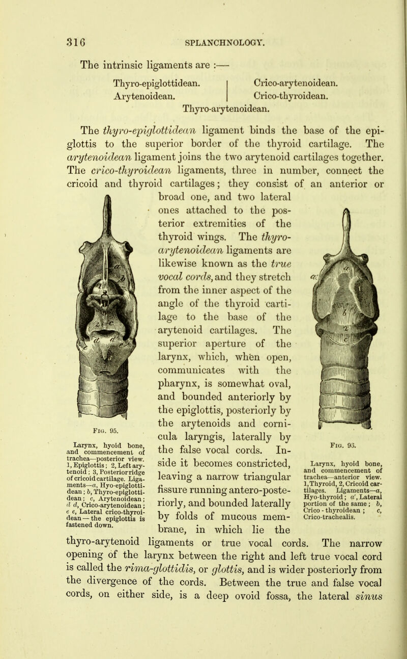 The intrinsic liofaments are :— Thyro-epiglottidean. Arytenoidean. Crico-arytenoidean. Crico-tbyroidean. Tliyro-arytenoidean. The thyro-epiglottidean ligament binds the base of the epi- glottis to the superior border of the thyroid cartilage. The arytenoidean ligament joins the two arytenoid cartilages together. The crico-thyroidean ligaments, three in number, connect the cricoid and thyroid cartilages; they consist of an anterior or broad one, and two lateral ones attached to the pos- terior extremities of the thyroid wings. The thyro- arytenoidean ligaments are likewise known as the true vocal cords, and they stretch from the inner aspect of the angle of the thyroid carti- lage to the base of the arytenoid cartilages. The superior aperture of the larynx, which, whbn open, communicates with the pharynx, is somewhat oval, and bounded anteriorly by the epiglottis, posteriorly by the arytenoids and corni- cula laryngis, laterally by the false vocal cords. In- side it becomes constricted, leaving a narrow triangular fissure running antero-poste- FiG. 95. Larynx, hyoid bone, and commencement of trachea—posterior view. 1, Epiglottis; 2, Left ary- tenoid ; 3, Posterior ridge of cricoid cartilage. Liga- ments—o, Hyo-epiglotti- dean; b, Thyro-epiglotti- dean ; c, Arytenoidean; d d, Crico-arytenoidean; e e. Lateral crico-thyroi- dean — the epiglottis is fastened down. Fig. 93. Larynx, hyoid bone, and commencement of trachea—anterior view. 1, Thyroid, 2, Cricoid car- tilages. Ligaments—a, , - , 111 Hyo-thyroid; a'. Lateral norly, and bounded laterally portion of the same; b, , „ , , „ Crico - thyroidean ; c, by lOidS 01 mucous mem- Crico-trachealls. brane, in which lie the thyro-arytenoid ligaments or true vocal cords. The narrow opening of the larynx between the right and left true vocal cord IS called the rima-glottidis, or glottis, and is wider posteriorly from the divergence of the cords. Between the true and false vocal cords, on either side, is a deep ovoid fossa, the lateral sinus