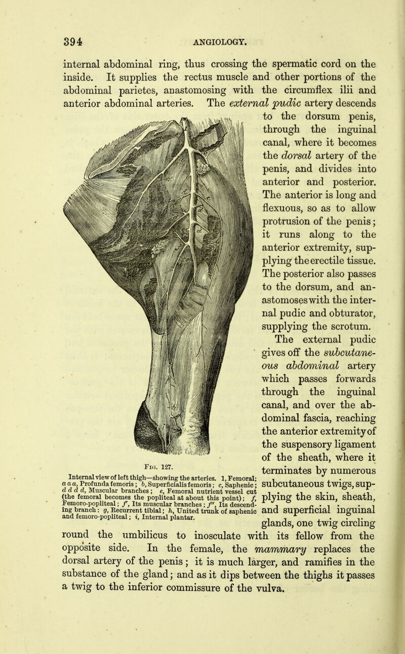 internal abdominal ring, thus crossing the spermatic cord on the inside. It supplies the rectus muscle and other portions of the abdominal parietes, anastomosing with the circumflex ilii and anterior abdominal arteries. The external pudic artery descends to the dorsum penis, through the inguinal canal, where it becomes the dorsal artery of the penis, and divides into anterior and posterior. The anterior is long and flexuous, so as to allow protrusion of the penis; it runs along to the anterior extremity, sup- plying the erectile tissue. The posterior also passes to the dorsum, and an- astomoses with the inter- nal pudic and obturator, supplying the scrotum. The external pudic gives ofif the subcutane- ous abdominal artery which passes forwards through the inguinal canal, and over the ab- dominal fascia, reaching the anterior extremity of the suspensory ligament of the sheath, where it terminates by numerous Internal view of left thigh—showing the arteries. 1, Femoral; ■, , , . a a a. Profunda f emoris ; h, Superficialis femoris; c, Saphenic; SU DCUtanCOUS tWlgS, SUp- ddd d, Muscular branches; e, Femoral nutrient vessel cut i . .^ , • , . i (the femoral becomes the popliteal at about this point); /, plying the SKIU, Sneatll, Femoro-popliteal;/, Its muscular branchesIts descend- « . , . . , ing branch: gf, Recurrent tibial; 7^, United trunk of saphenic and SUperilCial inSfUmal and femoro-popliteal; i, Internal plantar. , , . . ,. glands, one twig circling round the umbilicus to inosculate with its fellow from the opposite side. In the female, the mammary replaces the dorsal artery of the penis; it is much larger, and ramifies in the substance of the gland; and as it dips between the thighs it passes a twig to the inferior commissure of the vulva.