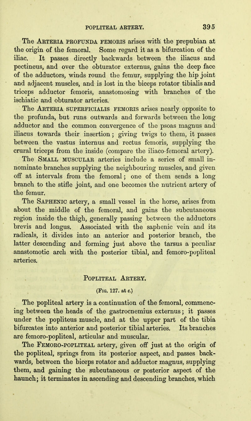 The Arteria profunda femoris arises with the prepubian at the origin of the femoral. Some regard it as a bifurcation of the ihac. It passes directly backwards between the iliacus and pectineus, and over the obturator externus, gains the deep face of the adductors, winds round the femur, supplyiog the hip joint and adjacent muscles, and is lost in the biceps rotator tibialis and triceps adductor femoris, anastomosing with branches of the ischiatic and obturator arteries. The Arteria superficialis femoris arises nearly opposite to the profunda, but runs outwards and forwards between the long adductor and the common convergence of the psoas magnus and iliacus towards their insertion; giving twigs to them, it passes between the vastus internus and rectus femoris, supplying the crural triceps from the inside (compare the iliaco-femoral artery). The Small muscular arteries include a series of small in- nominate branches supplying the neighbouring muscles, and given off at intervals from the femoral; one of them sends a long branch to the stifle joint, and one becomes the nutrient artery of the femur. The Saphenic artery, a small vessel in the horse, arises from about the middle of the femoral, and gains the subcutaneous region inside the thigh, generally passing between the adductors brevis and longus. Associated with the saphenic vein and its radicals, it divides into an anterior and posterior branch, the latter descending and forming just above the tarsus a peculiar anastomotic arch with the posterior tibial, and femoro-popliteal arteries. Popliteal Artery. (Fig. 127. at e.) The popliteal artery is a continuation of the femoral, commenc- ing between the heads of the gastrocnemius externus; it passes under the popliteus muscle, and at the upper part of the tibia bifurcates into anterior and posterior tibial arteries. Its branches are femoro-popliteal, articular and muscular. The Femoro-popliteal artery, given off just at the origin of the popliteal, springs from its posterior aspect, and passes back- wards, between the biceps rotator and adductor magnus, supplying them, and gaining the subcutaneous or posterior aspect of the haunch; it terminates in ascending and descending branches, which