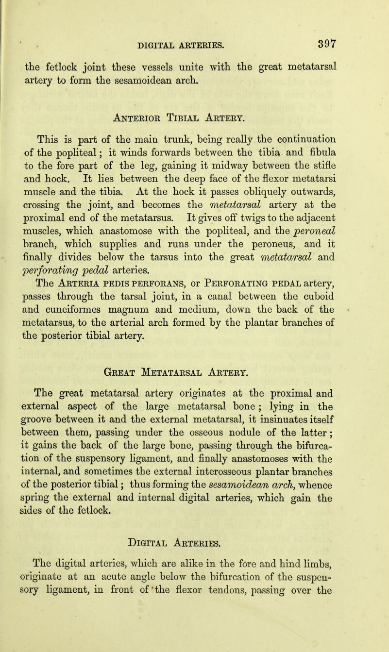 the fetlock joint these vessels unite with the great metatarsal artery to form the sesamoidean arch. Anterior Tibial Artery. This is part of the main trunk, being really the continuation of the popliteal; it winds forwards between the tibia and fibula to the fore part of the leg, gaining it midway between the stifle and hock. It lies between the deep face of the flexor metatarsi muscle and the tibia. At the hock it passes obliquely outwards, crossing the joint, and becomes the metatarsal artery at the proximal end of the metatarsus. It gives off twigs to the adjacent muscles, which anastomose with the popliteal, and the peroneal branch, which supplies and runs under the peroneus, and it finally divides below the tarsus into the great metatarsal and perforating pedal arteries. The Arteria pedis perforans, or Perforating pedal artery, passes through the tarsal joint, in a canal between the cuboid and cuneiformes magnum and medium, down the back of the metatarsus, to the arterial arch formed by the plantar branches of the posterior tibial artery. Great Metatarsal Artery. The great metatarsal artery originates at the proximal and external aspect of the large metatarsal bone; lying in the groove between it and the external metatarsal, it insinuates itself between them, passing under the osseous nodule of the latter; it gains the back of the large bone, passing through the bifurca- tion of the suspensory ligament, and finally anastomoses with the internal, and sometimes the external interosseous plantar branches of the posterior tibial; thus forming the sesamoidean arch, whence spring the external and internal digital arteries, which gain the sides of the fetlock. Digital Arteries. The digital arteries, which are alike in the fore and hind limbs, originate at an acute angle below the bifurcation of the suspen- sory ligament, in front of'the flexor tendons, passing over the