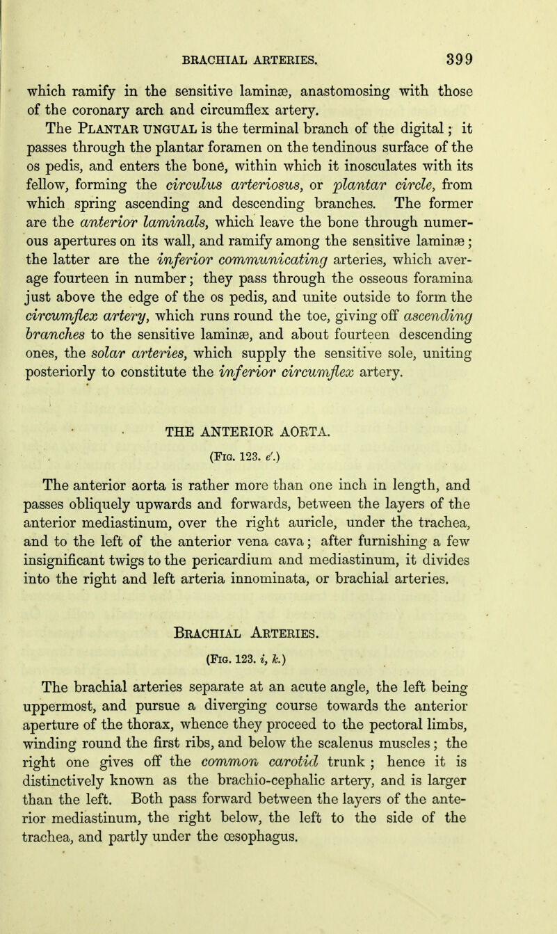 which ramify in the sensitive laminae, anastomosing with those of the coronary arch and circumflex artery. The Plantar ungual is the terminal branch of the digital; it passes through the plantar foramen on the tendinous surface of the OS pedis, and enters the bone, within which it inosculates with its fellow, forming the circulus arteriosus, or 'plantar circle, from which spring ascending and descending branches. The former are the anterior laminals, which leave the bone through numer- ous apertures on its wall, and ramify among the sensitive laminae; the latter are the inferior communicating arteries, which aver- age fourteen in number; they pass through the osseous foramina just above the edge of the os pedis, and unite outside to form the circumflex artery, which runs round the toe, giving off ascending branches to the sensitive laminae, and about fourteen descending ones, the solar arteries, which supply the sensitive sole, uniting posteriorly to constitute the inferior circumflex artery. THE ANTERIOR AORTA. (Fig. 123. e'.) The anterior aorta is rather more than one inch in length, and passes obliquely upwards and forwards, between the layers of the anterior mediastinum, over the right auricle, under the trachea, and to the left of the anterior vena cava; after furnishing a few insignificant twigs to the pericardium and mediastinum, it divides into the right and left arteria innominata, or brachial arteries. Brachial Arteries. (Fig. 123. i, h) The brachial arteries separate at an acute angle, the left being uppermost, and pursue a diverging course towards the anterior aperture of the thorax, whence they proceed to the pectoral limbs, winding round the first ribs, and below the scalenus muscles; the right one gives off the common carotid trunk ; hence it is distinctively known as the brachio-cephalic artery, and is larger than the left. Both pass forward between the layers of the ante- rior mediastinum, the right below, the left to the side of the trachea, and partly under the oesophagus.
