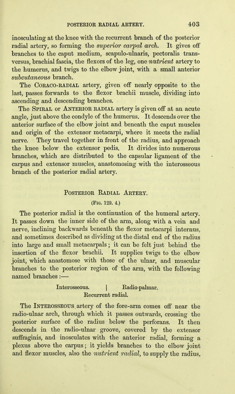 inosculating at tlie knee with the recurrent branch of the posterior radial artery, so forming the superior carpal arch. It gives off branches to the caput medium, scapulo-ulnaris, pectoralis trans- versus, brachial fascia, the flexors of the leg, one nutrient artery to the humerus, and twigs to the elbow joint, with a small anterior subcutaneous branch. The CoRACO-RADiAL artery, given off nearly opposite to the last, passes forwards to the flexor brachii muscle, dividing into ascending and descending branches. The Spiral or Anterior radial artery is given off at an acute angle, just above the condyle of the humerus. It descends over the anterior surface of the elbow joint and beneath the caput muscles and origin of the extensor metacarpi, where it meets the radial nerve. They travel together in front of the radius, and approach the knee below the extensor pedis. It divides into numerous branches, which are distributed to the capsular ligament of the carpus and extensor muscles, anastomosing with the interosseous branch of the posterior radial artery. Posterior Radial Artery. (Fig. 129. 4.) The posterior radial is the continuation of the humeral artery. It passes down the inner side of the arm, along with a vein and nerve, inclining backwards beneath the flexor metacarpi internus, and sometimes described as dividing at the distal end of the radius into large and small metacarpals; it can be felt just behind the insertion of the flexor brachii. It supplies twigs to the elbow joint, which anastomose with those of the ulnar, and muscular branches to the posterior region of the arm, with the following named branches:— Interosseous. | Kadio-palmar. Recurrent radial. The Interosseous.artery of the fore-arm comes off near the radio-ulnar arch, through which it passes outwards, crossing the posterior surface of the radius below the perforans. It then descends in the radio-ulnar groove, covered by the extensor suffraginis, and inosculates with the anterior radial, forming a plexus above the carpus; it yields branches to the elbow joint and flexor muscles, also the nutrient radial, to supply the radius,