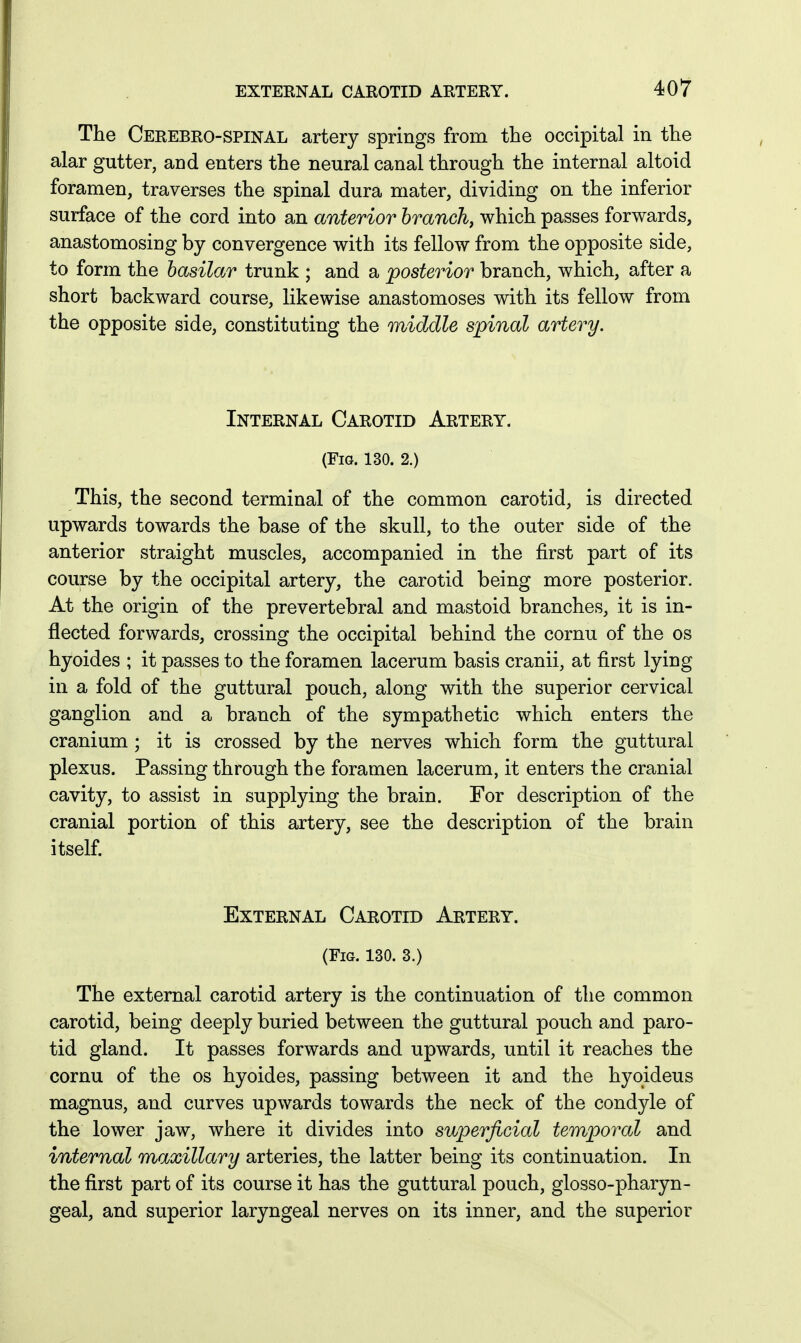The Cerebro-spinal artery springs from the occipital in the alar gutter, and enters the neural canal through the internal altoid foramen, traverses the spinal dura mater, dividing on the inferior surface of the cord into an anterior branch, which passes forwards, anastomosing by convergence with its fellow from the opposite side, to form the basilar trunk ; and a posterior branch, which, after a short backward course, likewise anastomoses with its fellow from the opposite side, constituting the middle spinal artery. Internal Carotid Artery. (Fig. 130. 2.) This, the second terminal of the common carotid, is directed upwards towards the base of the skull, to the outer side of the anterior straight muscles, accompanied in the first part of its course by the occipital artery, the carotid being more posterior. At the origin of the prevertebral and mastoid branches, it is in- flected forwards, crossing the occipital behind the cornu of the os hyoides ; it passes to the foramen lacerum basis cranii, at first lying in a fold of the guttural pouch, along with the superior cervical ganglion and a branch of the sympathetic which enters the cranium ; it is crossed by the nerves which form the guttural plexus. Passing through the foramen lacerum, it enters the cranial cavity, to assist in supplying the brain. For description of the cranial portion of this artery, see the description of the brain itself. External Carotid Artery. (Fig. 130. 3.) The external carotid artery is the continuation of the common carotid, being deeply buried between the guttural pouch and paro- tid gland. It passes forwards and upwards, until it reaches the cornu of the os hyoides, passing between it and the hyoideus magnus, and curves upwards towards the neck of the condyle of the lower jaw, where it divides into superficial temporal and internal maxillary arteries, the latter being its continuation. In the first part of its course it has the guttural pouch, glosso-pharyn- geal, and superior laryngeal nerves on its inner, and the superior