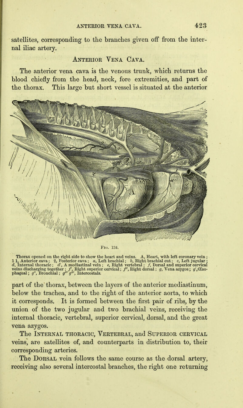 satellites, corresponding to the branches given off from the inter- nal iliac artery. Anterior Vena Cava. The anterior vena cava is the venous trunk, which returns the blood chiefly from the head, neck, fore extremities, and part of the thorax. This large but short vessel is situated at the anterior Fi<}. 134. Thorax opened on the right side to show the heart and veins. A, Heart, with left coronary vein ; 11, Anterior cava ; 2, Posterior cava ; a, Left brachial; &, Eight brachial cut; c, Left jugular ; d. Internal thoracic; d', A mediastinal vein ; e, Eight vertebral; /, Dorsal and superior cervical veins discharging together ; /', Eight superior cervical; Eight dorsal; gr, Vena azygos; Sf',CEso- phageal; g, Bronchial; g' g', Intercostals. part of the thorax, between the layers of the anterior mediastinum, below the trachea, and to the right of the anterior aorta, to which it corresponds. It is formed between the first pair of ribs, by the union of the two jugular and two brachial veins, receiving the internal thoracic, vertebral, superior cervical, dorsal, and the great vena azygos. The Internal thoracic. Vertebral, and Superior cervical veins, are satellites of, and counterparts in distribution to, their corresponding arteries. The Dorsal vein follows the same course as the dorsal artery, receiving also several intercostal branches, the right one returning