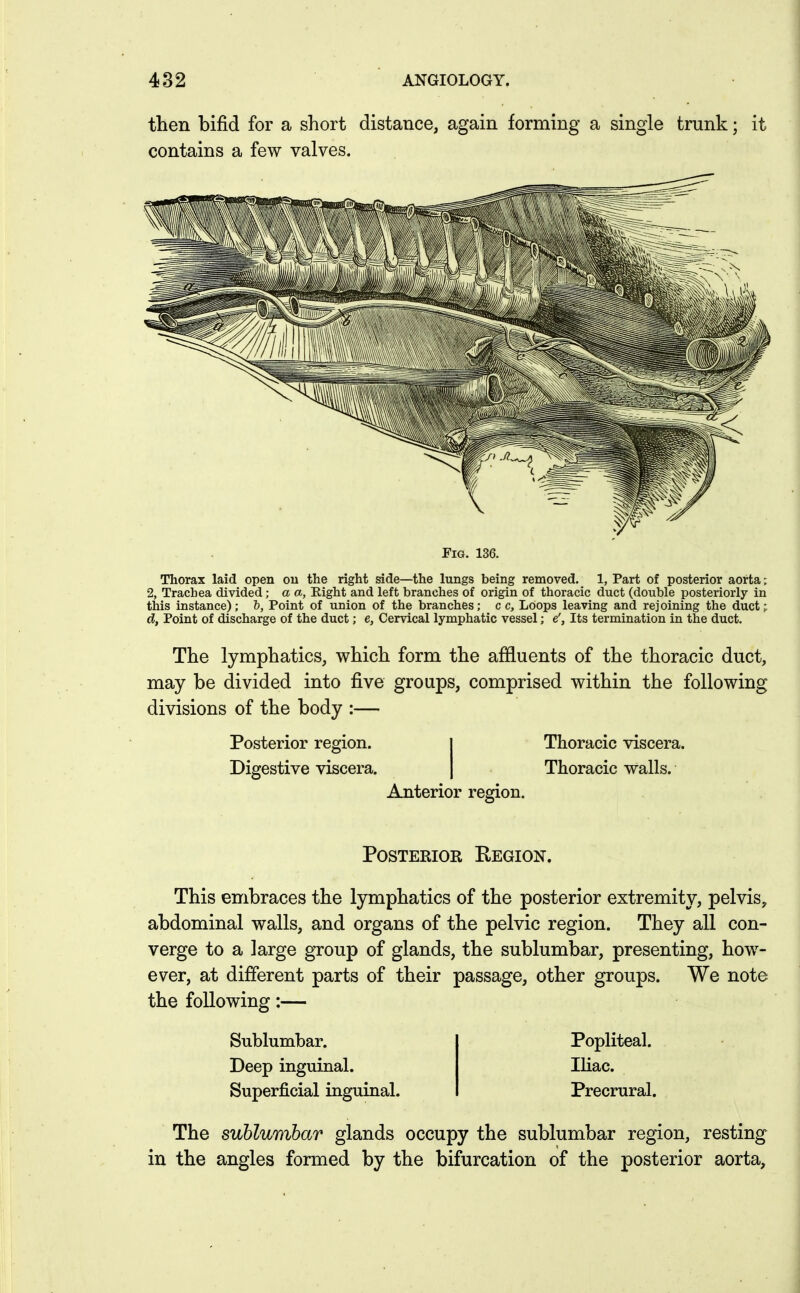 then bifid for a short distance, again forming a single trunk; it contains a few valves. Fig. 136. Thorax laid open ou the right side—the lungs being removed. 1, Part of posterior aorta; 2, Trachea divided; a a. Eight and left branches of origin of thoracic duct (double posteriorly in this instance); h, Point of union of the branches; c c. Loops leaving and rejoining the duct; d, Point of discharge of the duct; e. Cervical lymphatic vessel; e', Its termination in the duct. The lymphatics, which form the affluents of the thoracic duct, may be divided into five groups, comprised within the following divisions of the body :— Posterior region. Digestive viscera. Thoracic viscera. Thoracic walls. Anterior region. Posterior Kegion. This embraces the lymphatics of the posterior extremity, pelvis, abdominal walls, and organs of the pelvic region. They all con- verge to a large group of glands, the sublumbar, presenting, how- ever, at different parts of their passage, other groups. We note the following:— Sublumbar. Popliteal. Deep inguinal. IHac. Superficial inguinal. Precrural. The sublumbar glands occupy the sublumbar region, resting in the angles formed by the bifurcation of the posterior aorta.