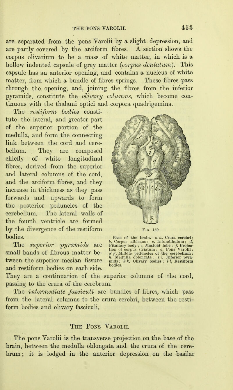 are separated from the pons Varolii by a slight depression, and are partly covered by the arciform fibres. A section shows the corpus olivarium to be a mass of white matter, in which is a hollow indented capsule of grey matter (corpus dentatum). This capsule has an anterior opening, and contains a nucleus of white matter, from which a bundle of fibres springs. These fibres pass through the opening, and, joining the fibres from the inferior pyramids, constitute the olivary columnSj which become con- tinuous with the thalami optici and corpora quadrigemina. The restiform bodies consti- tute the lateral, and greater part of the superior portion of the medulla, and form the connecting link between the cord and cere- bellum. They are composed chiefly of white longitudinal fibres, derived from the superior and lateral columns of the cord, and the arciform fibres, and they increase in thickness as they pass forwards and upwards to form the posterior peduncles of the cerebellum. The lateral walls of the fourth ventricle are formed by the divergence of the restiform bodies. The superior pyramids are small bands of fibrous matter be- tween the superior mesian fissure and restiform bodies on each side. They are a continuation of the superior passing to the crura of the cerebrum. The intermediate fasciculi are bundles of fibres, which pass from the lateral columns to the crura cerebri, between the resti- form bodies and olivary fasciculi. Fig. 139. Base of the brain, a a. Crura cerebri ; 1, Corpus albicans; c, Infundibulum; d. Pituitary body ; e, Mastoid lobe ; /, Projec- tion of corpus striatum ; g, Pons Varolii; g' g', Middle peduncles of the cerebellum ; h, Medulla oblongata ; i i, Inferior pyra- mids ; k k, Olivary bodies ; 11, Restiform bodies. columns of the cord, The Pons Varolii. The pons Varolii is the transverse projection on the base of the brain, between the medulla oblongata and the crura of the cere- brum ; it is lodged in the anterior depression on the basilar