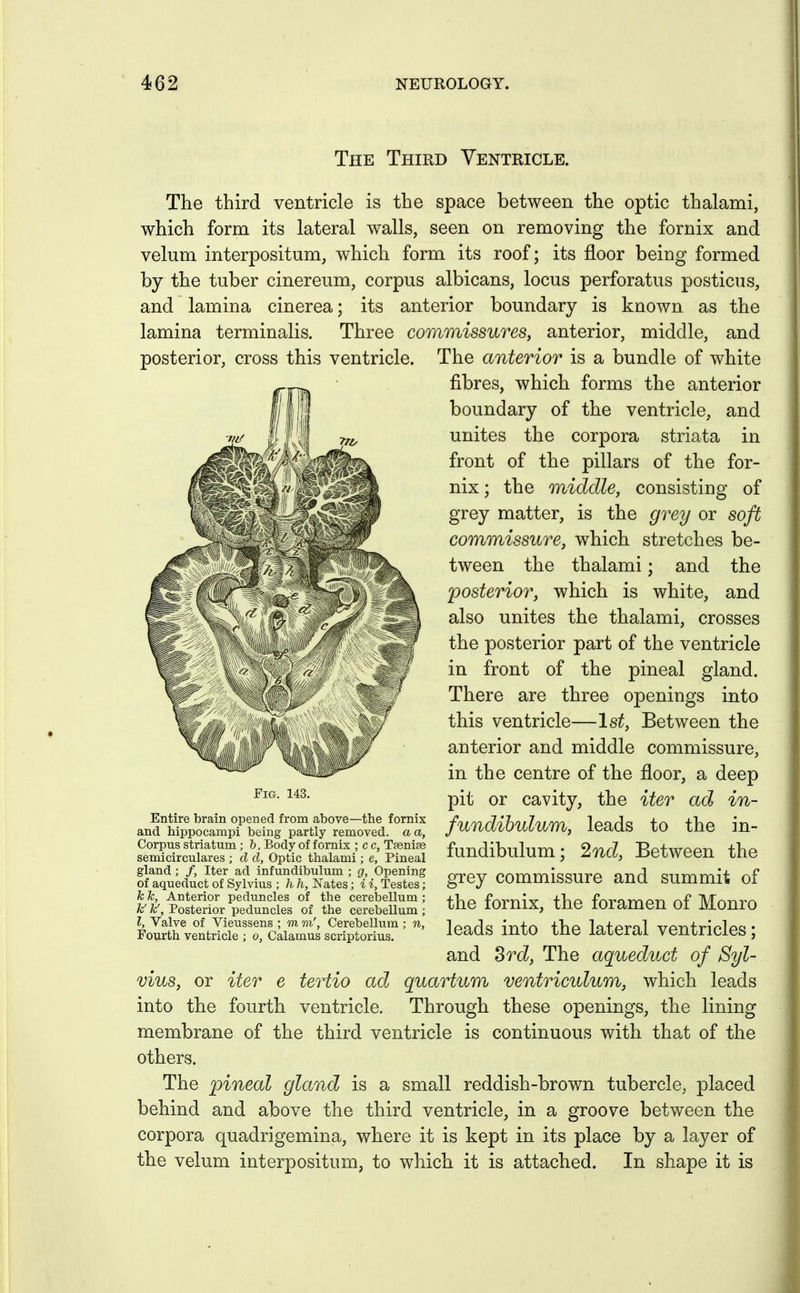 The Third Ventricle. The third ventricle is the space between the optic thalami, which form its lateral walls, seen on removing the fornix and velum interpositum, which form its roof; its floor being formed by the tuber cinereum, corpus albicans, locus perforatus posticus, and lamina cinerea; its anterior boundary is known as the lamina terminalis. Three commissures, anterior, middle, and posterior, cross this ventricle. The anterior is a bundle of white fibres, which forms the anterior boundary of the ventricle, and unites the corpora striata in front of the pillars of the for- nix; the middle, consisting of grey matter, is the grey or soft commissure, which stretches be- tween the thalami; and the posterior, which is white, and also unites the thalami, crosses the posterior part of the ventricle in front of the pineal gland. There are three openings into this ventricle—1st, Between the anterior and middle commissure, in the centre of the floor, a deep pit or cavity, the iter ad in- fundihulum, leads to the in- fundibulum; 2nd, Between the grey commissure and summit of the fornix, the foramen of Monro leads into the lateral ventricles; and Srd, The aqueduct of Syl- vius, or iter e tertio ad quartum ventriculum, which leads into the fourth ventricle. Through these openings, the lining membrane of the third ventricle is continuous with that of the others. The pineal gland is a small reddish-brown tubercle, placed behind and above the third ventricle, in a groove between the corpora quadrigemina, where it is kept in its place by a layer of the velum interpositum, to which it is attached. In shape it is Fig. 143. Entire brain opened from above—the fornix and hippocampi being partly removed, a a, Corpus striatum ; b. Body of fornix ; c c, Taenise semicirculares ; cl d, Optic thalami; e. Pineal gland; /, Iter ad infundibulum ; g, Opening of aqueduct of Sylvius ; h h, Nates; i i, Testes; k k, Anterior peduncles of the cerebellum ; k' k', Posterior peduncles of the cerebellum ; I, Valve of Vieussens ; m m'. Cerebellum ; n, Fourth ventricle ; o, Calamus scriptorius.