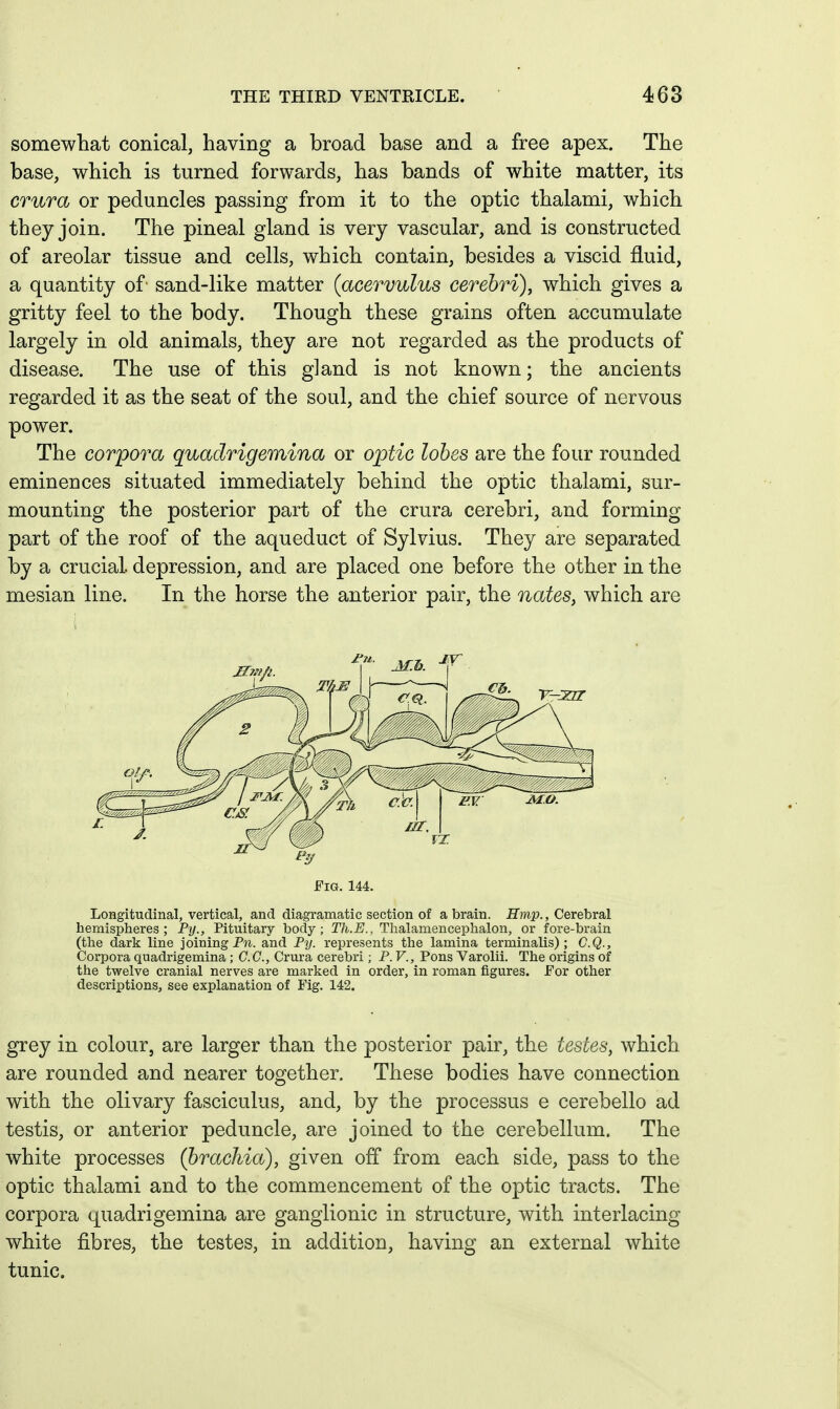 somewhat conical, having a broad base and a free apex. The base, which is turned forwards, has bands of white matter, its crura or peduncles passing from it to the optic thalami, which they join. The pineal gland is very vascular, and is constructed of areolar tissue and cells, which contain, besides a viscid fluid, a quantity of- sand-like matter (acervulus cerebri), which gives a gritty feel to the body. Though these grains often accumulate largely in old animals, they are not regarded as the products of disease. The use of this gland is not known; the ancients regarded it as the seat of the soul, and the chief source of nervous power. The corpora quadrigemina or optic lobes are the four rounded eminences situated immediately behind the optic thalami, sur- mounting the posterior part of the crura cerebri, and forming part of the roof of the aqueduct of Sylvius. They are separated by a crucial, depression, and are placed one before the other in the mesian line. In the horse the anterior pair, the nates, which are Fig. 144. Longitudinal, vertical, and diagramatic section of a brain. Hmp., Cerebral hemispheres; Py., Pituitary body; Th.E., Thalamencephalon, or fore-brain (the dark line joining P7i. and Py. represents the lamina terminalis) ; C.Q., Corpora quadrigemina ; CO., Crura cerebri; P. V., Pons Varolii. The origins of the twelve cranial nerves are marked in order, in roman figures, for other descriptions, see explanation of Fig. 142. grey in colour, are larger than the posterior pair, the testes, which are rounded and nearer together. These bodies have connection with the olivary fasciculus, and, by the processus e cerebello ad testis, or anterior peduncle, are joined to the cerebellum. The white processes (brachia), given off from each side, pass to the optic thalami and to the commencement of the optic tracts. The corpora quadrigemina are ganglionic in structure, with interlacing white fibres, the testes, in addition, having an external white tunic.
