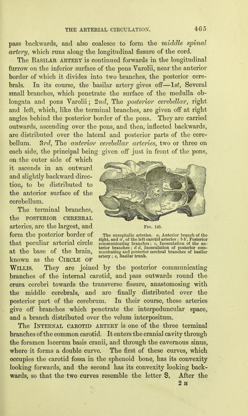 pass backwards, and also coalesce to form the middle spinal artery, which runs along the longitudinal fissure of the cord. The Basilar artery is continued forwards in the longitudinal furrow on the inferior surface of the pons Varolii, near the anterior border of which it divides into two branches, the posterior cere- brals. In its course, the basilar artery gives off—Is^, Several small branches, which penetrate the surface of the medulla ob- longata and pons Varolii; 2nd, The posterior cerebellar, right and left, which, like the terminal branches, are given off at right angles behind the posterior border of the pons. They are carried outwards, ascending over the pons, and then, inflected backwards, are distributed over the lateral and posterior parts of the cere- bellum, ^rd. The anterior cerebellar arteries, two or three on each side, the principal being given off just in front of the pons,, on the outer side of which it ascends in an outward and slightly backward direc- tion,- to be distributed to the anterior surface of the cerebellum. The terminal branches, the posterior cerebral arteries, are the largest, and form the posterior border of that peculiar arterial circle at the base of the brain, known as the Circle of Willis. They are joined by the posterior communicating branches of the internal carotid, and pass outwards round the crura cerebri towards the transverse fissure, anastomosing with the middle cerebrals, and are finally distributed over the posterior part of the cerebrum. In their course, these arteries give off branches which penetrate the interpeduncular space, and a branch distributed over the velum interpositum. The Internal carotid artery is one of the three terminal branches of the common carotid. It enters the cranial cavity through the foramen lacerum basis cranii, and through the cavernous sinus^ where it forms a double curve. The first of these curves, which occupies the carotid fossa in the sphenoid bone, has its convexity looking forwards, and the second has its convexity looking back- the letter S. After the 2h The encephalic arteries, a, Anterior branch of the right, and a', of the left carotid arteries ; h b', Posterior commnnicating branches; c, Inosculation of the an- terior branches; cl d, Inosculation of posterior com- municating and posterior cerebral branches of basilar artery ; e. Basilar trunk. wards, so that the two curves resemble