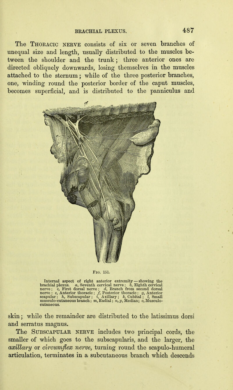 The Thoracic nerve consists of six or seven branches of unequal size and length, usually distributed to the muscles be- tween the shoulder and the trunk; three anterior ones are directed obliquely downwards, losing themselves in the muscles attached to the sternum; while of the three posterior branches, one, winding round the posterior border of the caput muscles, becomes superficial, and is distributed to the panniculus and Fig. 151. Internal aspect of right anterior extremity — showing the brachial plexus, a. Seventh cervical nerve ; h, Eighth cervical nerve; c, First dorsal nerve ; d, Branch from second dorsal nerve ; e, Anterior thoracic; /, Posterior thoracic ; g. Anterior scapular ; h, Subscapular ; %, Axillary ; k, Cubital; I, Small musculo-cutaneous branch; m,Eadial; 7i,p, Median; o, Musculo- cutaneous. skin; while the remainder are distributed to the latissimus dorsi and serratus magnus. The Subscapular nerve includes two principal cords, the smaller of which goes to the subscapularis, and the larger, the axillary or circumflex nerve, turning round the scapulo-humeral articulation, terminates in a subcutaneous branch which descends