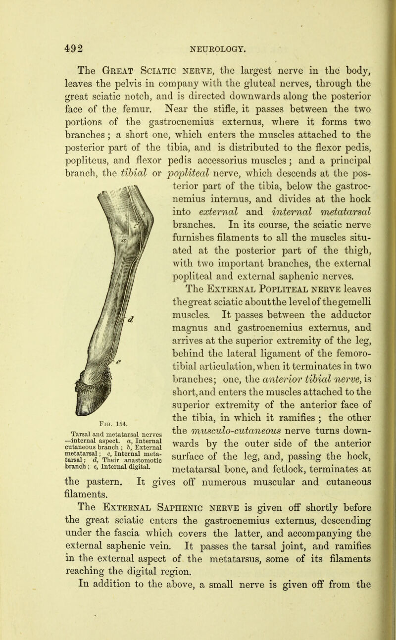 The Great Sciatic nerve, the largest nerve in the body, leaves the pelvis in company with the gluteal nerves, through the great sciatic notch, and is directed downwards along the posterior face of the femur. Near the stifle, it passes between the two portions of the gastrocnemius externus, where it forms two branches; a short one, which enters the muscles attached to the posterior part of the tibia, and is distributed to the flexor pedis, popliteus, and flexor pedis accessorius muscles ; and a principal branch, the tibial or popliteal nerve, which descends at the pos- terior part of the tibia, below the gastroc- nemius internus, and divides at the hock into external and internal metatarsal branches. In its course, the sciatic nerve furnishes filaments to all the muscles situ- ated at the posterior part of the thigh, with two important branches, the external popliteal and external saphenic nerves. The External Popliteal nerve leaves the great sciatic about the level of the gemelli muscles. It passes between the adductor magnus and gastrocnemius externus, and arrives at the superior extremity of the leg, behind the lateral ligament of the femoro- tibial articulation, when it terminates in two branches; one, the anterior tibial nerve, is short, and enters the muscles attached to the superior extremity of the anterior face of the tibia, in which it ramifies ; the other the onusculo-cutaneous nerve turns down- wards by the outer side of the anterior surface of the leg, and, passing the hock, metatarsal bone, and fetlock, terminates at the pastern. It gives off numerous muscular and cutaneous filaments. The External Saphenic nerve is given off shortly before the great sciatic enters the gastrocnemius externus, descending under the fascia which covers the latter, and accompanying the external saphenic vein. It passes the tarsal joint, and ramifies in the external aspect of the metatarsus, some of its filaments reaching the digital region. In addition to the above, a small nerve is given off from the Fig. 154. Tarsal and metatarsal nerves —internal aspect, a, Internal cutaneous branch ; h, External metatarsal; c, Internal meta- tarsal ; d, Their anastomotic branch; e. Internal digital.