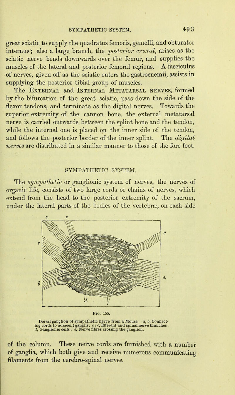 great sciatic to supply the quadratus femoris, gemelli, and obturator internus ; also a large branch, the posterior crural, arises as the sciatic nerve bends downwards over the femur, and supplies the muscles of the lateral and posterior femoral regions. A fasciculus of nerves, given off as the sciatic enters the gastrocnemii, assists in supplying the posterior tibial group of muscles. The External and Internal Metatarsal nerves, formed by the bifurcation of the great sciatic, pass down the side of the flexor tendons, and terminate as the digital nerves. Towards the superior extremity of the cannon bone, the external metatarsal nerve is carried outwards between the splint bone and the tendon, while the internal one is placed on the inner side of the tendon, and follows the posterior border of the inner splint. The digital nerves are distributed in a similar manner to those of the fore foot. SYMPATHETIC SYSTEM. The sympathetic or ganglionic system of nerves, the nerves of organic life, consists of two large cords or chains of nerves, which extend from the head to the posterior extremity of the sacrum, under the lateral parts of the bodies of the vertebrae, on each side c c Fig. 155. Dorsal ganglion of sympathetic nerve from a Mouse, a, b, Connect- ing cords to adjacent ganglii; ccc, Efferent and spinal nerve branches; d, Ganglionic cells ; e, Nerve fibres crossing the ganglion. of the column. These nerve cords are furnished with a number of ganglia, which both give and receive numerous communicating filaments from the cerebro-spinal nerves.