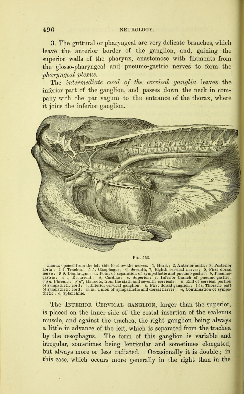 3. The guttural or pharyngeal are very delicate branches, which leave the anterior border of the ganglion, and, gaining the superior walls of the pharynx, anastomose with filaments from the glosso-pharyngeal and pneumo-gastric nerves to form the 'pharyngeal plexus. The intermediate cord of the cervical ganglia leaves the inferior part of the ganglion, and passes down the neck in com- pany with the par vagum to the entrance of the thorax, w^here it joins the inferior ganglion. Fig. 156. Thorax opened from the left side to show the nerves. 1, Heart; 2, Anterior aorta ; 3, Posterior aorta; 4 4, Trachea; 5 5, OEsophagus; 6, Seventh, 7, Eighth cervical nerves; 8, First dorsal nerve ; 9 9, Diaphragm ; a. Point of separation of sympathetic and pneumo-gastric; h, Pneumo- gastric ; c c, Recurrent; d, Cardiac; e, Superior; /, Inferior branch of pneumo-gastric ; g g g. Phrenic ; g' g. Its roots, from the sixth and seventh cervicals ; h. End of cervical portion of sympathetic cord ; i, Inferior cervical ganglion ; Ic, First dorsal ganglion ; III, Thoracic part of sympathetic cord ; m m. Union of sympathetic and dorsal nerves ; n. Continuation of sympa- thetic ; 0, Splanchnic. The Inferior Cervical ganglion, larger than the superior, is placed on the inner side of the costal insertion of the scalenus muscle, and against the trachea, the right ganglion being always a little in advance of the left, which is separated from the trachea by the oesophagus. The form of this ganglion is variable and irregular, sometimes being lenticular and sometimes elongated, but always more or less radiated. Occasionally it is double; in this case, which occurs more generally in the right than in the