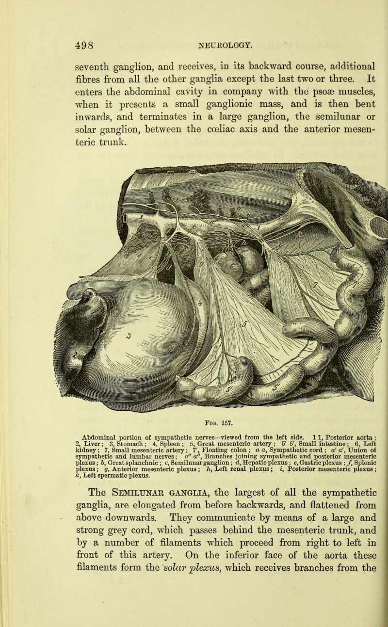 seventh ganglion, and receives, in its backward course, additional fibres from all the other ganglia except the last two or three. It enters the abdominal cavity in company with the psose muscles, when it presents a small ganglionic mass, and is then bent inwards, and terminates in a large ganglion, the semilunar or solar ganglion, between the coeliac axis and the anterior mesen- teric trunk. Fig. 157. Abdominal portion of sympathetic nerves—viewed from the left side, 11, Posterior aorta; 2, Liver; 3, Stomach ; 4, Spleen ; 5, Great mesenteric artery ; 5' 5', Small intestine ; 6, Left kidney; 7, Small mesenteric artery; 7', Floating colon ; a a, Sympathetic cord ; a' a', Union of sympathetic and lumbar nerves; a a, Branches joining sympathetic and posterior mesenteric plexus; 6, Great splanchnic ; c. Semilunar ganglion; d, Hepatic plexus ; e, Gastric plexus ;/, Splenic plexus ; g, Anterior mesenteric plexus ; h. Left renal plexus; i. Posterior mesenteric plexus ; k, Left spermatic plexus. The Semilunar ganglia, the largest of all the sympathetic ganglia, are elongated from before backwards, and flattened from above downwards. They communicate by means of a large and strong grey cord, which passes behind the mesenteric trunk, and by a number of filaments which proceed from right to left in front of this artery. On the inferior face of the aorta these filaments form the solar plexus, which receives branches from the