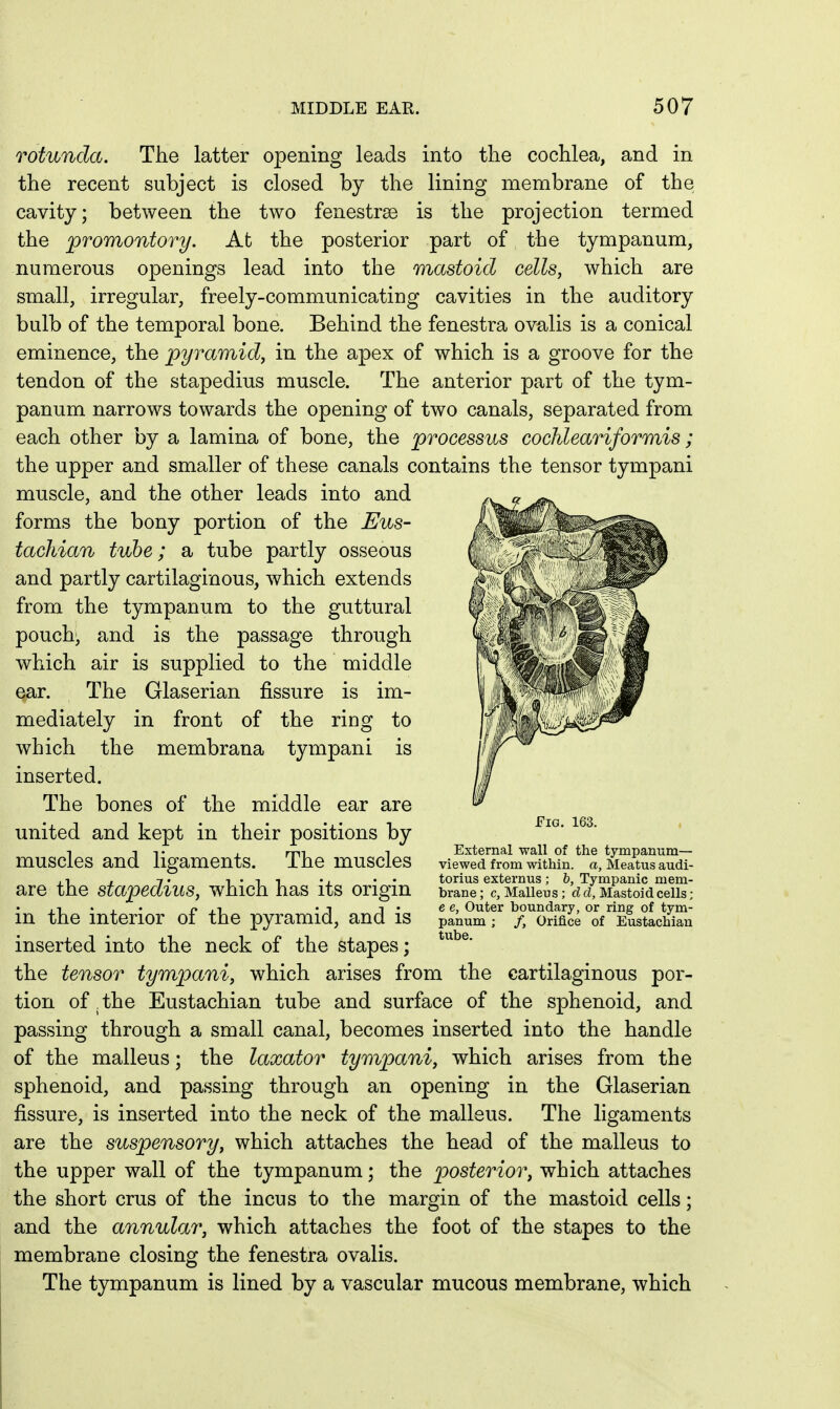 rotunda. The latter opening leads into the cochlea, and in the recent subject is closed by the lining membrane of the cavity; between the two fenestrse is the projection termed the promontory. At the posterior part of the tympanum, numerous openings lead into the mastoid cells, which are small, irregular, freely-communicating cavities in the auditory bulb of the temporal bone. Behind the fenestra ovalis is a conical eminence, the pyramid, in the apex of which is a groove for the tendon of the stapedius muscle. The anterior part of the tym- panum narrows towards the opening of two canals, separated from each other by a lamina of bone, the processus cochleariformis; the upper and smaller of these canals contains the tensor tympani muscle, and the other leads into and forms the bony portion of the JEus- tacJdan tube; a tube partly osseous and partly cartilaginous, which extends from the tympanum to the guttural pouchy and is the passage through which air is supplied to the middle ear. The Glaserian fissure is im- mediately in front of the ring to which the membrana tympani is inserted. The bones of the middle ear are united and kept in their positions by muscles and ligaments. The muscles are the stapedius, which has its origin in the interior of the pyramid, and is inserted into the neck of the stapes; the tensor tympani, which arises from the cartilaginous por- tion of .the Eustachian tube and surface of the sphenoid, and passing through a small canal, becomes inserted into the handle of the malleus; the laxator tympani, which arises from the sphenoid, and passing through an opening in the Glaserian fissure, is inserted into the neck of the malleus. The ligaments are the suspensory, which attaches the head of the malleus to the upper wall of the tympanum; the posterior, which attaches the short crus of the incus to the margin of the mastoid cells; and the annular, which attaches the foot of the stapes to the membrane closing the fenestra ovalis. The tympanum is lined by a vascular mucous membrane, which Fig. 163. External wall of the tympanum- viewed from within, a, Meatus audi- torius externus ; b, Tympanic mem- brane ; c. Malleus ; d d, Mastoid cells; e e, Outer boundary, or ring of tym- panum ; /, Orifice of Eustachian tube.