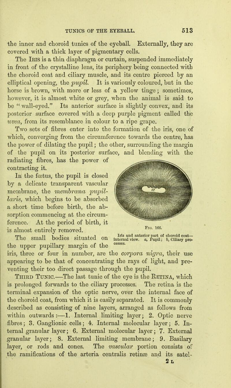 the inner and choroid tunics of the eyeball. Externally, they are covered with a thick layer of pigmentary cells. The Ims is a thin diaphragm or curtain, suspended immediately in front of the crystalline lens, its periphery being connected with the choroid coat and ciliary muscle, and its centre pierced by an elliptical opening, the pupil. It is variously coloured, but in the horse is brown, with more or less of a yellow tinge; sometimes, however, it is almost white or grey, when the animal is said to be ^' wall-eyed. Its anterior surface is slightly convex, and its posterior surface covered with a deep purple pigment called the uvea, from its resemblance in colour to a ripe grape. Two sets of fibres enter into the formation of the iris, one of which, converging from the circumference towards the centre, has the power of dilating the pupil; the other, surrounding the margin of the pupil on its posterior surface, and blending with the radiating fibres, has the power of contracting it. In' the foetus, the pupil is closed by a delicate transparent vascular membrane, the membrana pupil- laris, which begins to be absorbed a short time before birth, the ab- sorption commencing at the circum- ference. At the period of birth, it is almost entirely removed. The small bodies situated on the upper pupillary margin of the iris, three or four in number, are the corpora nigra, their use appearing to be that of concentrating the rays of light, and pre- venting their too direct passage through the pupil. Third Tunic.—The last tunic of the eye is the Retina, which is prolonged forwards to the ciliary processes. The retina is the terminal expansion of the optic nerve, over the internal face of the choroid coat, from which it is easily separated. It is commonly described as consisting of nine layers, arranged as follows from within outwards:—1. Internal limiting layer; 2. Optic nerve fibres; 8. Ganglionic cells; 4. Internal molecular layer; 5. In- ternal granular layer; 6. External molecular layer; 7. External granular layer; 8. External limiting membrane; 9. Basilary layer, or rods and cones. The vascular portion consists of the ramifications of the arteria centralis retinas and its satel- 2l Fig. 166. Iris and anterior part of choroid coat— internal view, a, Pupil; 6, Ciliary pro- cesses.