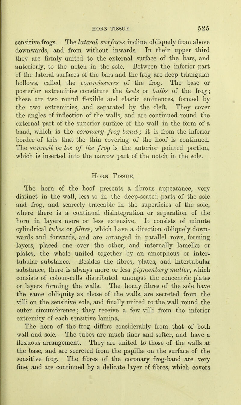 sensitive frogs. The lateral surfaces incline obliquely from above downwards, and from without inwards. In their upper third they are firmly united to the external surface of the bars, and anteriorly, to the notch in the sole. Between the inferior part of the lateral surfaces of the bars and the frog are deep triangular hollows, called the commissures of the frog. The base or posterior extremities constitute the heels or bulbs of the frog; these are two round flexible and elastic eminences, formed by the two extremities, and separated by the cleft. They cover the angles of inflection of the walls, and are continued round the external part of the superior surface of the wall in the form of a band, which is the coronary frog band; it is from the inferior border of this that the thin covering of the hoof is continued. The summit or toe of the frog is the anterior pointed portion, which is inserted into the narrow part of the notch in the sole. Horn Tissue. The horn of the hoof presents a fibrous appearance, very distinct in the wall, less so in the deep-seated parts of the sole and frog, and scarcely traceable in the superficies of the sole, where there is a continual disintegration or separation of the horn in layers more or less extensive. It consists of minute cylindrical tubes or fibres, which have a direction obliquely down- wards and forwards, and are arranged in parallel rows, forming layers, placed one over the other, and internally lamellae or plates, the whole united together by an amorphous or inter- tubular substance. Besides the fibres, plates, and intertubular substance, there is always more or less pigmentary matter, which consists of colour-cells distributed amongst the concentric plates or layers forming the walls. The horny fibres of the sole have the same obliquity as those of the walls, are secreted from the villi on the sensitive sole, and finally united to the wall round the outer circumference; they receive a few villi from the inferior extremity of each sensitive lamina. The horn of the frog differs considerably from that of both wall and sole. The tubes are much finer and softer, and have a flexuous arrangement. They are united to those of the walls at the base, and are secreted from the papillse on the surface of the sensitive frog. The fibres of the coronary frog-band are very fine, and are continued by a delicate layer of fibres, which covers