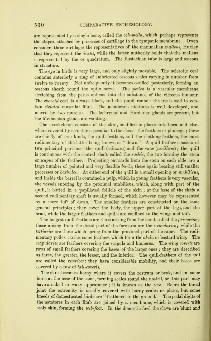 are represented by a single bone, called the columella^ which perhaps represents the stapes, attached by processes of cartilage to the tympanic membrane. Owen considers these cartilages the representatives of the mammalian malleus^ Huxley that they represent the incus, while the latter authority holds that the malleus is represented by the os quadratum. The Eustachian tube is large and osseous in structure. The eye in birds is very large, and only slightly movable. The sclerotic coat contains anteriorly a ring of imbricated osseous scales varying in number from twelve to twenty. Not unfrequently it becomes ossified posteriorly, forming an osseous sheath round the optic nerve. The ])ecten is a vascular membrane stretching from the porus opticus into the substance of the vitreous humour. The choroid coat is always black, and the pupil round ; the iris is said to con- tain striated muscular fibre. The membrana nictitans is well developed, and moved by two muscles. The lachrymal and Harderian glands are present, but the Meibomian glands are wanting. The exoskeleton consists of the skin, modified in places into horn, and else- where covered by structures peculiar to the class—the feathers or plumage ; these are chiefly of two kinds, the quill-feathers, and the clothing feathers, the most rudimentary of the latter being known as  down. A quill-feather consists of two principal portions—the quill {calamus) and the vane {vexillum); the quill is continuous with the central shaft called the rachis, the two forming the stem or scapus of the feather. Projecting outwards from the stem on each side are a large number of pointed and very flexible harhs, these again bearing still smaller processes or harhules. At either end of the quill is a small opening or umbilicus, and inside the barrel is contained a pulp, which in young feathers is very vascular, the vessels entering by the proximal umbilicus, which, along with part of the quill, is buried in a papillated follicle of the skin ; at the base of the shaft a second rudimentary shaft is usually formed, which however may be represented by a mere tuft of down. The smaller feathers are constructed on the same general principles ; they cover the body, the upper part of the legs, and the head, while the larger feathers and quills are confined to the wings and tail. The longest quill-feathers are those arising from the hand, called the primaries; those arising from the distal part of the fore-arm are the secondaries ; while the tertiaries are those which spring from the proximal part of the same. The rudi- mentary pollex carries some feathers which form the alula or bastard wing. The scapularies are feathers covering the scapula and humerus. The iving coverts are rows of small feathers covering the bases of the larger ones ; they are described as three, the greater, the lesser, and the inferior. The quill-feathers of the tail are called the rectrices; they have considerable mobility, and their bases are covered by a row of tail-coverts. The skin becomes horny where it covers the rostrum or beak, and in some birds at the base of the same, forming scales round the nostril, or this part may have a naked or waxy appearance ; it is known as the cere. Below the tarsal joint the extremity is usually covered with horny scales or plates, but some breeds of domesticated birds are  feathered to the ground. The pedal digits of the natatores in each limb are joined by a membrane, which is covered with scaly skin, forming the web-foot. In the domestic fowl the claws are blunt and