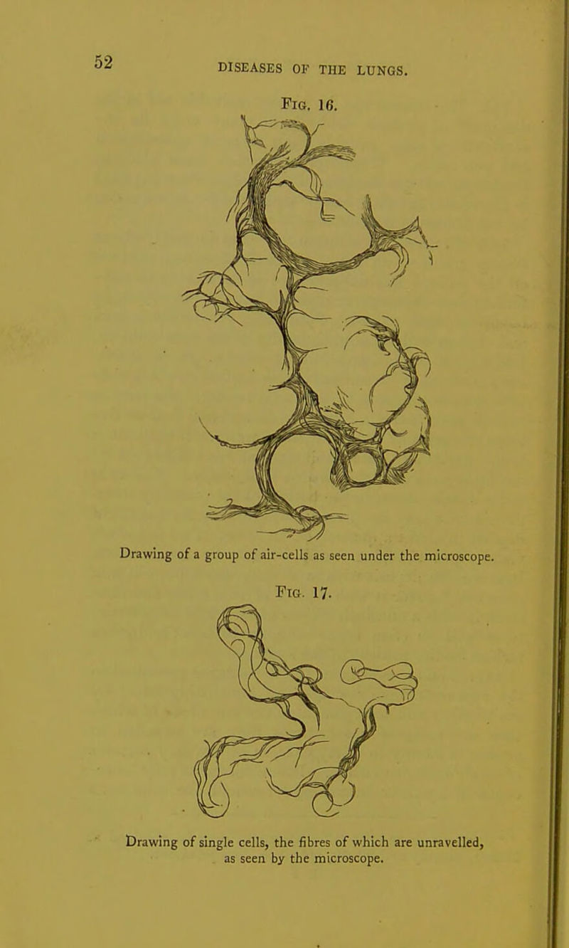 Fig. 16. Drawing of a group of air-cells as seen under the microscope. Fig. 17. Drawing of single cells, the fibres of which are unravelled, as seen by the microscope.