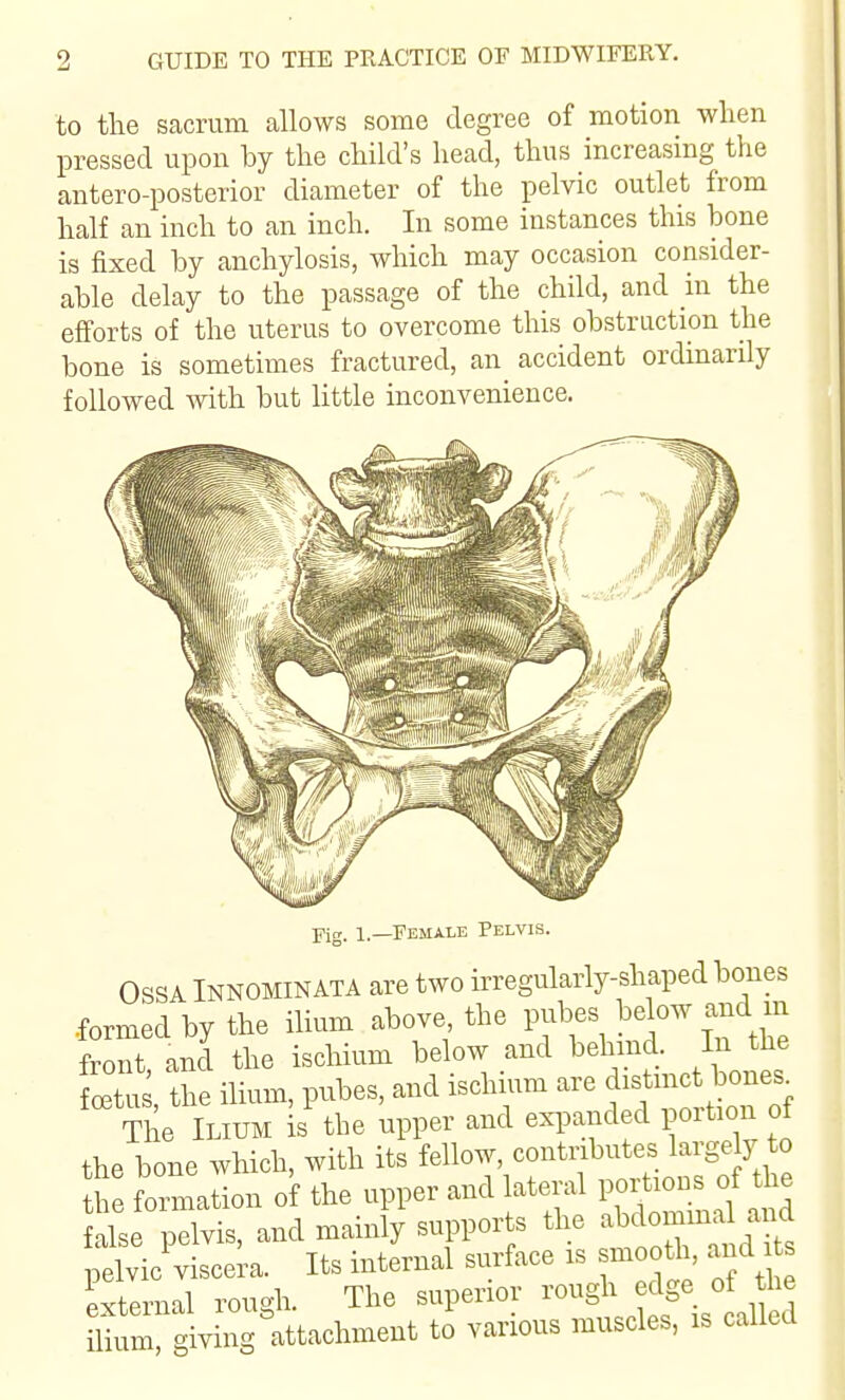 to the sacrum allows some degree of motion when pressed upon by the child's liead, thus increasing the antero-posterior diameter of the pelvic outlet from half an inch to an inch. In some instances this bone is fixed by anchylosis, which may occasion consider- able delay to the passage of the child, and in the efforts of the uterus to overcome this obstruction the bone is sometimes fractured, an accident ordinarily followed with but little inconvenience. Fig. 1.—Female Pelvis. OSSAINNOMINATA are two irregularly-shaped bones formed by the ilium above the pubes below and in front and the ischium below and behind In the oetu , the ilium, pubes, and ischium are distmct bones^ Tl e Ilium is the upper and expanded portion of the bone wHch, with its fellow, contributes largely to t formation of the upper and lateral VO^^ false pelvis, and mainly supports the abdommal and peMcViscek. Its internal surface is smooth, and External rough. The superior ^^^S^ ^^f ^^^^^^^ ilium, giving attachment to various muscles, is called