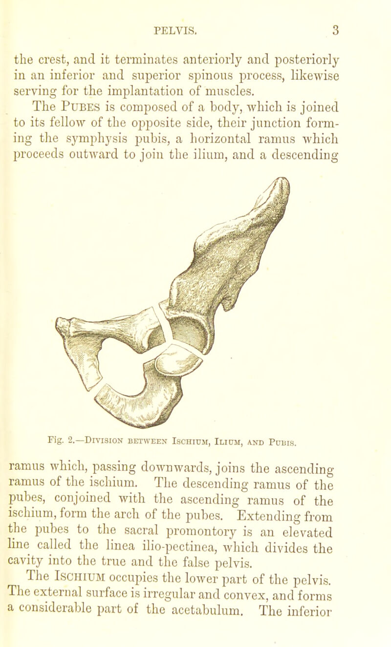 the crest, and it teraiinates anteriorly and posteriorly in an inferior and superior spinous process, likewise serving for the implantation of muscles. The PuBES is composed of a body, which is joined to its fellow of the opposite side, their junction form- ing the symphysis pubis, a horizontal ramus which proceeds outAvard to join the ilium, and a descending Fig. 2.—Division between Ischium, Ilium, and Pubis. ramus which, passing downwards, joins the ascending ramus of the ischium. The descending ramus of the pubes, conjoined with the ascending ramus of the ischium, form the arch of the pubes. Extending from the pubes to the sacral promontory is an elevated line called the linea ilio-pectinea, which divides the cavity into the true and the false pelvis. The Ischium occupies the lower part of the pelvi.s. The external surface is irregular and convex, and forms a considerable part of the acetabulum. The inferior