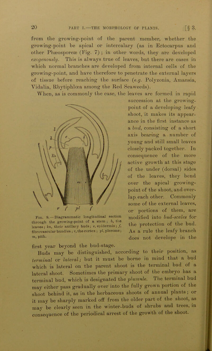 from the growing-point of the parent member, whether the growing-point be apical or intercalary (as in Ectocarpns and other Phaeosporese (Pig. 7) ; in other words, they are developed exogenously. This is always true of leaves, but there are cases in which normal branches are developed from internal cells of the growing-point, and have therefore to penetrate the external layers of tissue before reaching the surface (e.g. Polyzonia, Amansia, Vidalia, Rhytiphlcea among the Red Seaweeds). When, as is commonly the case, the leaves are formed in rapid succession at the growing- point of a developing leafy shoot, it makes its appear- ance in the first instance as a bud, consisting of a short axis bearing a number of young and still small leaves closely packed together. In consequence of the more active growth at this stage of the under (dorsal) sides of the leaves, they bend over the apical growing- point of the shoot, and over- lap each other. Commonly some of the external leaves, or portions of them, are modified into bud-scales for the protection of the bud. As a rule the leafy branch does not develope in the Fig. 9. —Diagrammatic longitudinal section through the growing-point of a stem ; b, the leaves; Jen, their axillary buds; e, epidermis; /, flbrovascular bundles ; r, the cortex ; i>l, plerome; m, pith. first year beyond the bud-stage. Buds may be distinguished, according to their position, as terminal or lateral; but it must be borne in mind that a bud which is lateral on the parent shoot is the terminal bud of a lateral shoot. Sometimes the primary shoot of the embryo has a terminal bud, which is designated the plumule. The terminal bud may either pass gradually over into the fully grown portion of the shoot behind it, as in the herbaceous shoots of annual plants ; or it may be sharply marked off from the older part of the shoot, as may be clearly seen in the winter-buds of shrubs and trees, in consequence of the periodical arrest of the growth of the shoot.