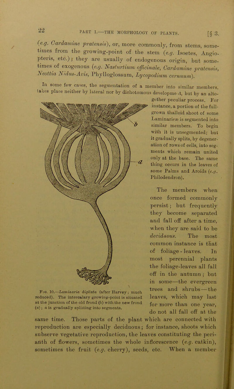 [§3. (e.g. Cardctmine pratensi.s), or, more commonly, from stems, some- times from the growing-point of the stem {e.g. Isoetes, Angio- pteris, etc.) ; they are usually of endogenous origin, but some- times of exogenous {e.g. Nasturtium officinale, Cardamine pratensis, Leottia Nidus-Avis, Phylloglossum, Lycopodium cernuum). In lakes some few cases, the segmentation of a member into similar members, place neither by lateral nor by dichotomous developme .t, but by an alto- gether peculiar process. For instance, a portion of the full- grown thalloid shoot of some LaminarieiE is segmented into similar members. To begin with it is unsegmented; but it gradually splits, by degener- ation of rows of cells, into seg- ments which remain united only at the base. The same thing occurs in the leaves of some Palms and Aroids {e.g. Philodendron). The members when once formed commonly persist; but frequently they become separated and fall off after a time, when they are said to be deciduous. The most common instance is that of foliage - leaves. In most perennial plants the foliage-leaves all fall off in the autumn ; but in some—the evergreen Fig. 10.—Laminaria digitata (after Harvey; much reduced). The intercalary growing-point is situated at the junction of the old frond (b) with the new frond (a); a is gradually splitting into segments. same time. Those parts of the plant which are connected with reproduction are especially deciduous; for instance, shoots which subserve vegetative reproduction, the leaves constituting the peri- anth of flowers, sometimes the whole inflorescence {e.g. catkin), sometimes the fruit {e.g. cherry), seeds, etc. When a member trees and shrubs — the leaves, which may last for more than one year, do not all fall off at the