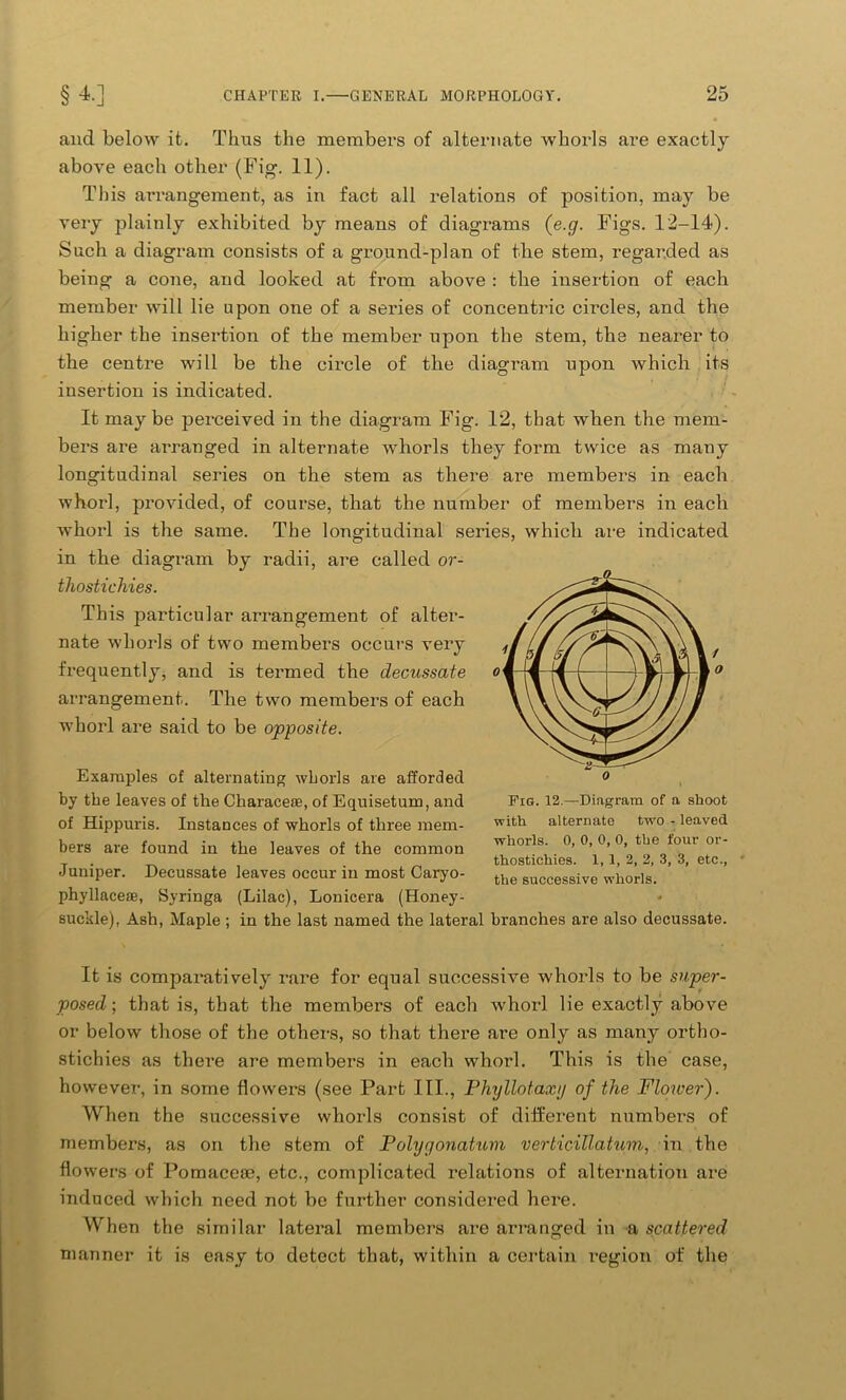 and below it. Thus the members of alternate whorls are exactly above each other (Fig. 11). This arrangement, as in fact all relations of position, may be very plainly exhibited by means of diagrams (e.g. Figs. 12-14). Such a diagram consists of a ground-plan of the stem, regarded as being a cone, and looked at from above : the insertion of each member will lie upon one of a series of concentric circles, and the higher the insertion of the member upon the stem, the nearer to the centre will be the circle of the diagram upon which its insertion is indicated. It may be perceived in the diagram Fig. 12, that when the mem- bers are arranged in alternate whorls they form twice as many longitudinal series on the stem as there are members in each whorl, provided, of course, that the number of members in each whorl is the same. The longitudinal series, which are indicated in the diagram by radii, are called or- thostichies. This particular arrangement of alter- nate whorls of two members occurs very frequently, and is termed the decussate arrangement. The two members of each whorl are said to be opposite. Examples of alternating whorls are afforded by the leaves of the Characeie, of Equisetum, and of Hippuris. Instances of whorls of three mem- bers are found in the leaves of the common Juniper. Decussate leaves occur in most Caryo- phyllaceae, Syringa (Lilac), Lonicera (Honey- suckle), Ash, Maple ; in the last named the lateral branches are also decussate. It is comparatively rare for equal successive whorls to be super- posed-, that is, that the members of each whorl lie exactly above or below those of the others, so that there are only as many ortho- stichies as there are members in each whorl. This is the case, however, in some flowers (see Part III., Phyllotaxy of the Flower). When the successive whorls consist of different numbers of members, as on the stem of Polygonatum verticillatum, in the flowers of Pomacea?, etc., complicated relations of alternation are induced which need not be further considered here. When the similar lateral members are arranged in a scattered manner it is easy to detect that, within a certain region of the Pig. 12.—Diagram of a shoot with alternate two - leaved whorls. 0, 0, 0, 0, the four or- thostichies. 1, 1, 2, 2, 3, 3, etc., the successive whorls.