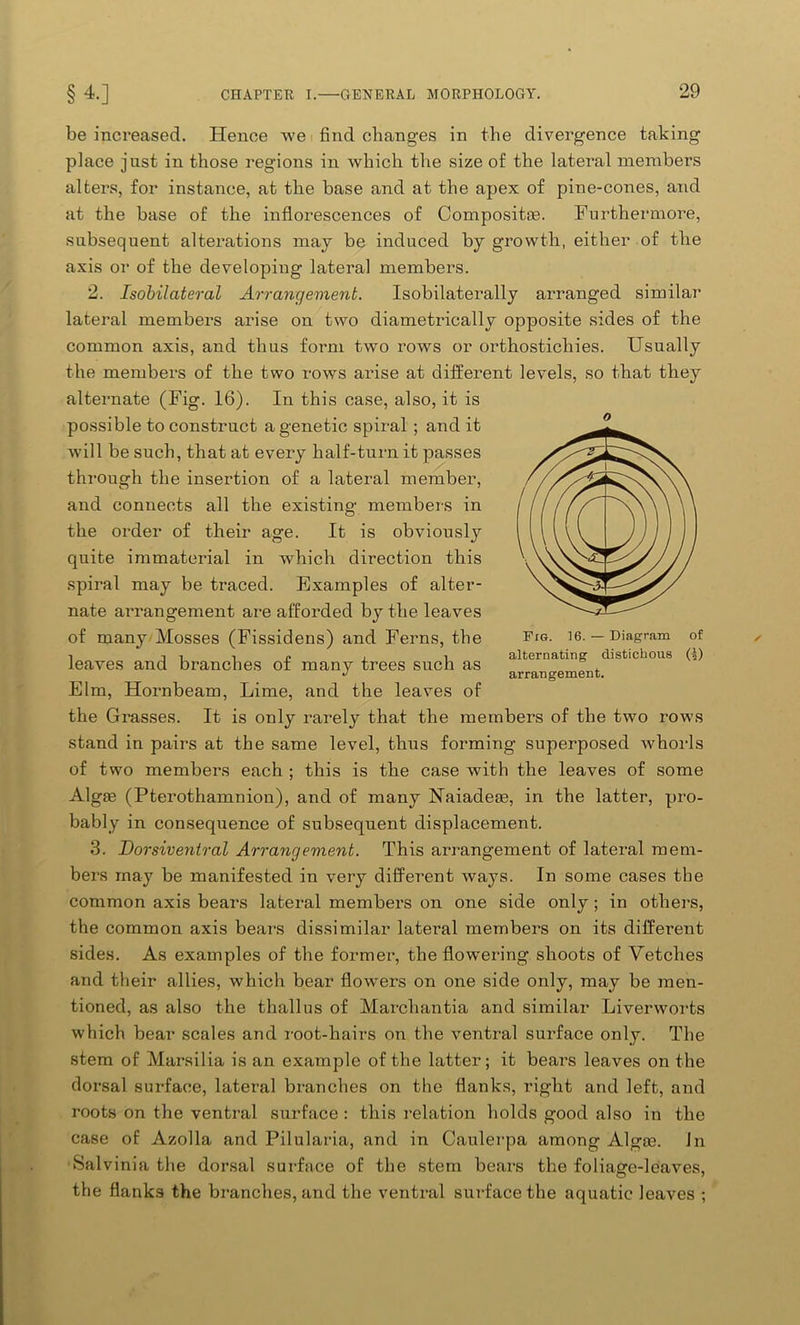 be increased. Hence we find changes in the divergence taking place jnst in those regions in which the size of the lateral members alters, for instance, at the base and at the apex of pine-cones, and at the base of the inflorescences of Composite. Furthermore, subsequent alterations may be induced by growth, either of the axis or of the developing lateral members. 2. Isobilateral Arrangement. Isobilaterally arranged similar lateral members arise on two diametrically opposite sides of the common axis, and thus form two rows or orthosticliies. Usually the members of the two rows arise at different levels, so that they alternate (Fig. 16). In this case, also, it is possible to construct a genetic spiral ; and it will be such, that at every half-turn it passes through the insertion of a lateral member, and connects all the existing members in the order of their age. It is obviously quite immaterial in which direction this spiral may be traced. Examples of alter- nate arrangement are afforded by the leaves of many Mosses (Fissidens) and Ferns, the leaves and branches of many trees such as Elm, Hornbeam, Lime, and the leaves of the Grasses. It is only rarely that the members of the two rows stand in pairs at the same level, thus forming superposed whorls of two members each ; this is the case with the leaves of some Algae (Pterothamnion), and of many Haiadeae, in the latter, pro- bably in consequence of subsequent displacement. 3. Dorsiventral Arrangement. This arrangement of lateral mem- bers may be manifested in very different ways. In some cases the common axis bears lateral members on one side only; in others, the common axis bears dissimilar lateral members on its different sides. As examples of the former, the flowering shoots of Vetches and their allies, which bear flowers on one side only, may be men- tioned, as also the thallus of Marchantia and similar Liverworts which bear scales and root-hairs on the ventral surface only. The stem of Marsilia is an example of the latter; it bears leaves on the dorsal surface, lateral branches on the flanks, right and left, and roots on the ventral surface : this relation holds good also in the case of Azolla and Pilularia, and in Caulerpa among Alga?. In •Salvinia the dorsal surface of the stem bears the foliage-leaves, the flanks the branches, and the ventral surface the aquatic leaves ; o Fig. 16. — Diagram of alternating distichous (4) arrangement.