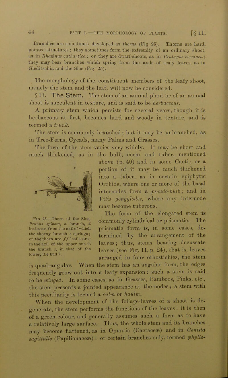 Branches are sometimes developed as thorns (Fig 25). Thorns are hard, pointed structures ; they sometimes form the extremity of an ordinary shoot, as in Ithariinus catliartica; or they are dwarf-shoots, as in Cratccrjus coccinea; they may bear branches which spring from the axils of scaly leaves, as in Gleditschia and the Sloe (Fig. 25). The morphology of the constituent members of: the leafy shoot, namely the stem and the leaf, will now be considered. § 11. The Stem. The stem of an annual plant or of an annual shoot is succulent in texture, and is said to he herbaceous. A primary stem which persists for several years, though it is herbaceous at first, becomes hard and woody in texture, and is termed a trunh. The stem is commonly branched ; but it may be unbranclied, as in Tree-Ferns, Cycads, many Palms and Grasses. The form of the stem varies very widely. It may be short and much thickened, as in the bulb, corm and tuber, mentioned above (p. 40) and in some Cacti ; or a portion of it may be much thickened into a tnber, as in certain epiphytic Orchids, where one or more of the basal internodes form a pseudo-bulb; and in Vitis gongylodes, where any internode may become tuberous. The form of the elongated stem is commonly cylindrical or prismatic. The prismatic form is, in some cases, de- termined by the arrangement of the leaves; thus, stems bearing decussate leaves (see Fig. 11, p. 24), that is, leaves arranged in four othostichies, the stem is quadrangular. When the stem has an angular form, the edges frequently grow out into a leafy expansion : such a stem is said to be winged. In some cases, as in Grasses, Bamboos, Pinks, etc., the stem presents a jointed appearance at the nodes ; a stem with this peculiarity is termed a culm or liaulm. When the development of the foliage-leaves of a shoot is de- generate, the stem performs the functions of the leaves : it is then of a green coloui’, and generally assumes such a form as to have a relatively large surface. Thus, the whole stem and its branches may become flattened, as in Opunt.ia (Cactacese) and in Genista sagittalis (Papilionaccse) : or certain branches only, termed phyllo- * Fig 25.—Thorn of the Sloe, Primus spinosa, a branch, d lcaf-scar, from the axil of which the thorny branch s springs; on the thorn are // leaf-scars; in the axil of the upper one is the branch z, in that of the lower, the bud 7c.