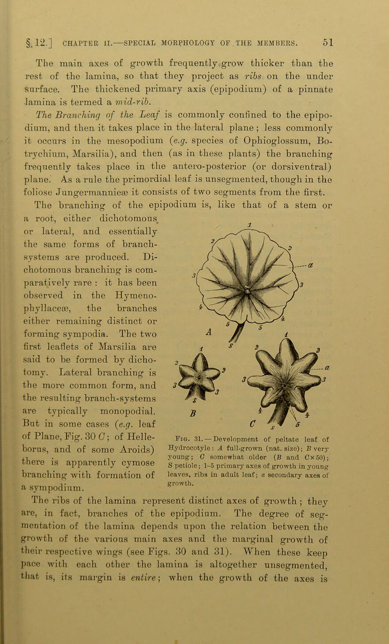 The main axes of growth frequently grow thicker than the rest of the lamina, so that they project as ribs on the under surface. The thickened primary axis (epipodium) of a pinnate lamina is termed a mid-rib. The Branching of the Leaf is commonly confined to the epipo- dium, and then it takes place in the lateral plane ; less commonly it occurs in the mesopodium (e.g. species of Ophioglossum, Bo- trychium, Marsilia), and then (as in these plants) the branching frequently takes place in the antero-posterior (or dorsiventral) plane. As a rule the primordial leaf is unsegmented, though in the foliose Jungermanniese it consists of two segments from the first. The branching of the epipodium is, like that of a stem or a root, either dichotomous or lateral, and essentially the same forms of branch- systems are produced. Di- chotomous branching is com- paratively rare : it has been observed in the Hymeno- phyllaceoe, the branches either remaining distinct or forming sympodia. The two first leaflets of Marsilia are said to be formed by dicho- tomy. Lateral branching is the more common form, and the resulting branch-systems are typically monopodial. But in some cases {e.g. leaf of Plane, Fig. 30 G; of Helle- boras, and of some Aroids) there is apparently cymose branching with formation of a sympodium. The ribs of the lamina represent distinct axes of growth ; they are, in fact, branches of the epipodium. The degree of seg- mentation of the lamina depends upon the relation between the growth of the various main axes and the marginal growth of their respective wings (see Figs. 30 and 31). When these keep pace with each other the lamina is altogether unsegmented, that is, its margin is entire-, when the growth of the axes is Fig. 31. — Development of peltate leaf of Hydrocotyle: A full-grown (nat. size); B very young; C somewhat older (B and Cx 50); S petiole; 1-5 primary axes of growth in young leaves, ribs in adult leaf; a secondary axes of growth.