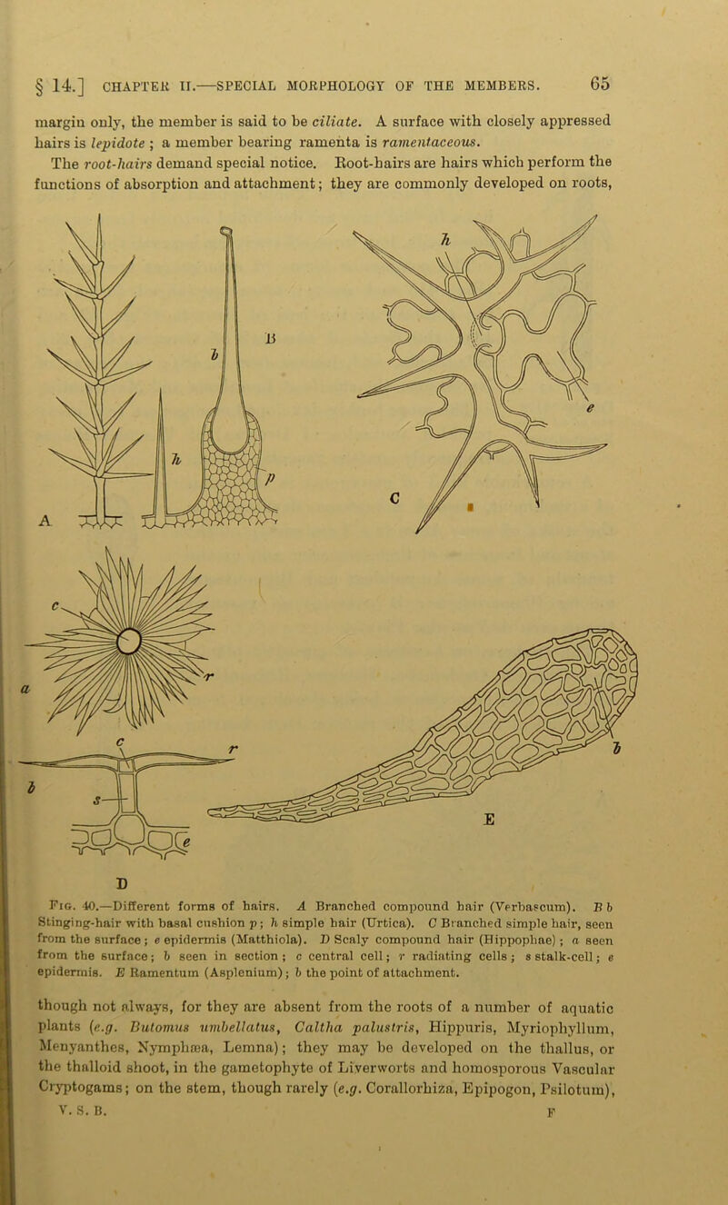 margin only, the member is said to be ciliate. A surface with closely appressed hairs is lepidote ; a member bearing ramenta is ramentaceous. The root-hairs demand special notice. Koot-hairs are hairs which perform the functions of absorption and attachment; they are commonly developed on roots, D Fig. 40.—Different forms of hairs. A Branched compound hair (Yerbascum). Bb Stinging-hair with basal cushion p; h simple hair (Urtica). C Branched simple hair, seen from the surface; e epidermis (Matthiola). D Scaly compound hair (Hippophae) ; a seen from the surface; b seen in section ; c central cell; r radiating cells; s stalk-cell; e epidermis. E Ramentum (Asplenium); b the point of attachment. though not always, for they are absent from the roots of a number of aquatic plants (e.g. Butomus uvibellatus, Caltha palustris, Hippuris, Myriophyllum, Menyanthes, Nymphoea, Lemna); they may be developed on the thallus, or the thalloid shoot, in the gametophyte of Liverworts and homosporous Vascular Cryptogams; on the stem, though rarely (e.g. Corallorhiza, Epipogon, Psilotuin), V. S. B. p