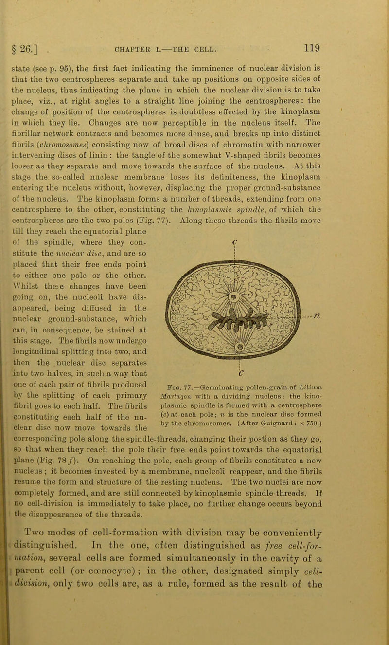 state (see p. 95), the first fact indicating the imminence of nuclear division is that the two centrospheres separate and take up positions on opposite sides of the nucleus, thus indicating the plane in which the nuclear division is to take place, viz., at right angles to a straight line joining the centrospheres: the change of position of the centrospheres is doubtless effected by the kinoplasm in which they lie. Changes are now perceptible in the nucleus itself. The fibrillar network contracts and becomes more dense, and breaks up into distinct fibrils (chromosomes) consisting now of broad discs of chromatin with narrower intervening discs of linin: the tangle of the somewhat V-shaped fibrils becomes looser as they separate and move towards the surface of the nucleus. At this stage the so-called nuclear membrane loses its definiteness, the kinoplasm entering the nucleus without, however, displacing the proper'ground-substance of the nucleus. The kinoplasm forms a number of threads, extending from one centrosphere to the other, constituting the Icinoplasinic spindle, of which the centrospheres are the two poles (Fig. 77). Along these threads the fibrils move till they reach the equatorial plane of the spindle, where they con- stitute the nuclear dine, and are so placed that their free ends point to either one pole or the other. Whilst these changes have been going on, the nucleoli have dis- appeared, being diffused in the nuclear ground-substance, which can, in consequence, be stained at this stage. The fibrils now undergo longitudinal splitting into two, and then the nuclear disc sejrarates into two halves, in such a way that one of each pair of fibrils produced by the splitting of each primary fibril goes to each half. The fibrils constituting each half of the nu- clear disc now move towards the corresponding pole along the spindle-threads, changing their postion as they go, so that when they reach the pole their free ends point towards the equatorial plane (Fig. 78/). On reaching the pole, each group of fibrils constitutes a new nucleus ; it becomes invested by a membrane, nucleoli reappear, and the fibrils resume the form and structure of the resting nucleus. The two nuclei are now completely formed, and are still connected by kinoplasmic spindle-threads. If no cell-division is immediately to take place, no further change occurs beyond the disappearance of the threads. C C Fig. 77.—Germinating pollen-grain of Lilium Martagon with a dividing nucleus: the kino- plasmic spindle is formed with a centrosphere (c) at each pole; n is the nuclear disc formed by the chromosomes. (After Guignard: x 750.) I Two modes of cell-formation with division may be conveniently distinguished. In the one, often distinguished as free cell-for- mation, several cells are formed simultaneously in the cavity of a parent cell (or coenocyte) ; in the other, designated simply cell- division, only two cells are, as a rule, formed as the result of the