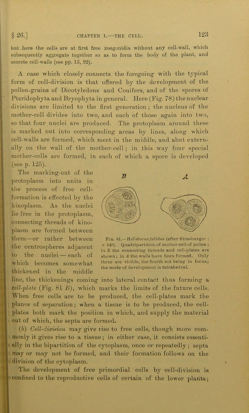 B A but here the cells are at first free zoogoniclia without any cell-wall, which subsequently aggregate together so as to form the body of the plant, and secrete cell-walls (see pp. 15, 92). A case which closely connects the foregoing with the typical form of cell-division is that offered by the development of the pollen-grains of Dicotyledons and Conifers, and of the spores of Pteridophyta and Bryophyta in general. Here (Pig. 78) the nuclear divisions are limited to the first generation ; the nucleus of the mother-cell divides into two, and each of those again into two, so that four nuclei are produced. The protoplasm around these is marked out into corresponding areas by lines, along which cell-walls are formed, which meet in the middle, and abut extern- ally on the wall of the mother-cell ; in this way four special mother-cells are formed, in each of which a spore is developed (see p. 125). The marking-out of the protoplasm into units in the process of free cell- formation is effected by the kinoplasm. As the nuclei lie free in the protoplasm, connecting threads of kino- plasm are formed between them—or rather between the centrospheres adjacent to the nuclei — each of which becomes somewhat thickened in the middle line, the thickenings coming into lateral contact thus forming a cell-plate (Fig. 81 B), which marks the limits of the future cells. When free cells are to be produced, the cell-plates mark the planes of separation; when a tissue is to be produced, the cell- plates both mark the position in which, and supply the material out of which, the septa are formed. (6) Cell-division may give rise to free cells, though more com- monly it gives rise to a tissue; in either case, it consists essenti- ally in the bipartition of the cytoplasm, once or repeatedly ; septa may or may not be formed, and their formation follows on the division of the cytoplasm. The development of free primordial cells by cell-division is confined to the reproductive cells of certain of the lower plants; Fig. 81.— Helleborusfcetidm (after Strasburger : x 540). Quadripartitionof molher-cellof pollen ; in E the connecting threads and cell-plates are shown ; in A the walls have been formed. Only three are visible, the fourth not being in focus; the mode of development is tetrahedral.