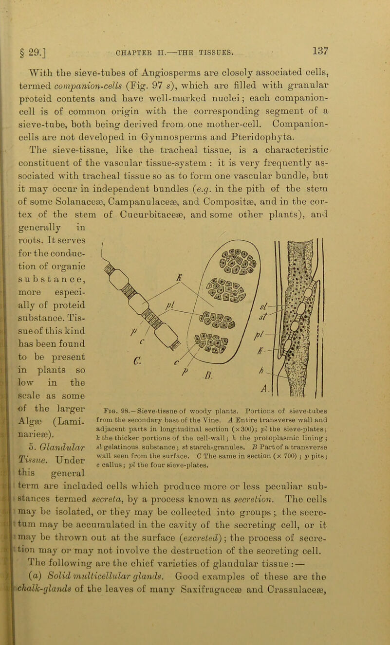 With the sieve-tubes of Angiosperms are closely associated cells, termed companion-cells (Fig. 97 s), which are filled with granular proteid contents and have well-marked nuclei; each companion- cell is of common origin with the corresponding segment of a sieve-tube, both being derived from one mother-cell. Companion- cells are not developed in Gymnosperms and Pteridophyta. The sieve-tissue, like the tracheal tissue, is a characteristic constituent of the vascular tissue-system : it is very frequently as- sociated with tracheal tissue so as to form one vascular bundle, but it may occur in independent bundles (e.g. in the pith of the stem of some Solanaceae, Campanulacece, and Composites, and in the cor- tex of the stem of Cucurbitaeeas, and some other plants), and generally in roots. It serves for the conduc- tion of organic substance, more especi- ally of proteid substance. Tis- sue of this kind has been found to be present in plants so low in the scale as some of the larger Algae (Lanii- narieae). 5. Glandular Tissue. Under this general term are included cells which produce more or less peculiar sub- stances termed secreta, by a process known as secretion. The cells may be isolated, or they may be collected into groups the secre- tum may be accumulated in the cavity of the secreting cell, or it may be thrown out at the surface (excreted); the process of secre- ' tion may or may not involve the destruction of the secreting cell. The following are the chief varieties of glandular tissue : — (a) Solid multicellular glands. Good examples of these are the chalk-glands of the leaves of many Saxifragacero and Crassulacea?, Fig. 98. —Sieve-tissue of woody plants. Portions of sieve-tubes from tbe secondary bast of the Vine. A Entire transverse wall and adjacent parts in longitudinal section (x300); pi tbe sieve-plates; lc tbe thicker portions of tbe cell-wall; h tbe protoplasmic lining ; si gelatinous substance ; st starcb-granules. B Part of a transverse wall seen from the surface. C Tbe same in section (x 700) ; p pits; c callus; pi the four sieve-plates.