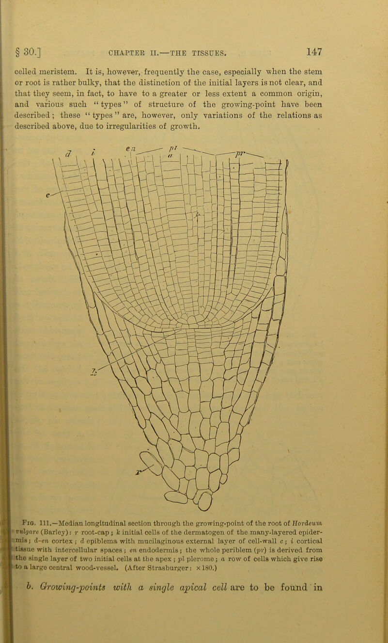 celled meristem. It is, however, frequently the case, especially when the stem or root is rather bulky, that the distinction of the initial layers is not clear, and that they seem, in fact, to have to a greater or less extent a common origin, and various such “ types ” of structure of the growing-point have been described; these “ types ” are, however, only variations of the relations as described above, due to irregularities of growth. Fig. 111.—Median longitudinal section through the growing-point of the root of Ilordeum vulgare (Barley): r root-cap ; 7c initial cells of the dermatogen of the many-layered epider- mis ; d-en cortex ; d epiblema with mucilaginous external layer of cell-wall c; i cortical tissue with intercellular spaces; en endodennis ; the wliolo periblem (pr) is derived from the single layer of two initial cells at the apex ; pi plerome; a row of cells which give rise to a large central wood-vessel. (After Strasburger: x 180.) b. Growing-points with a single apical cell are to be found in