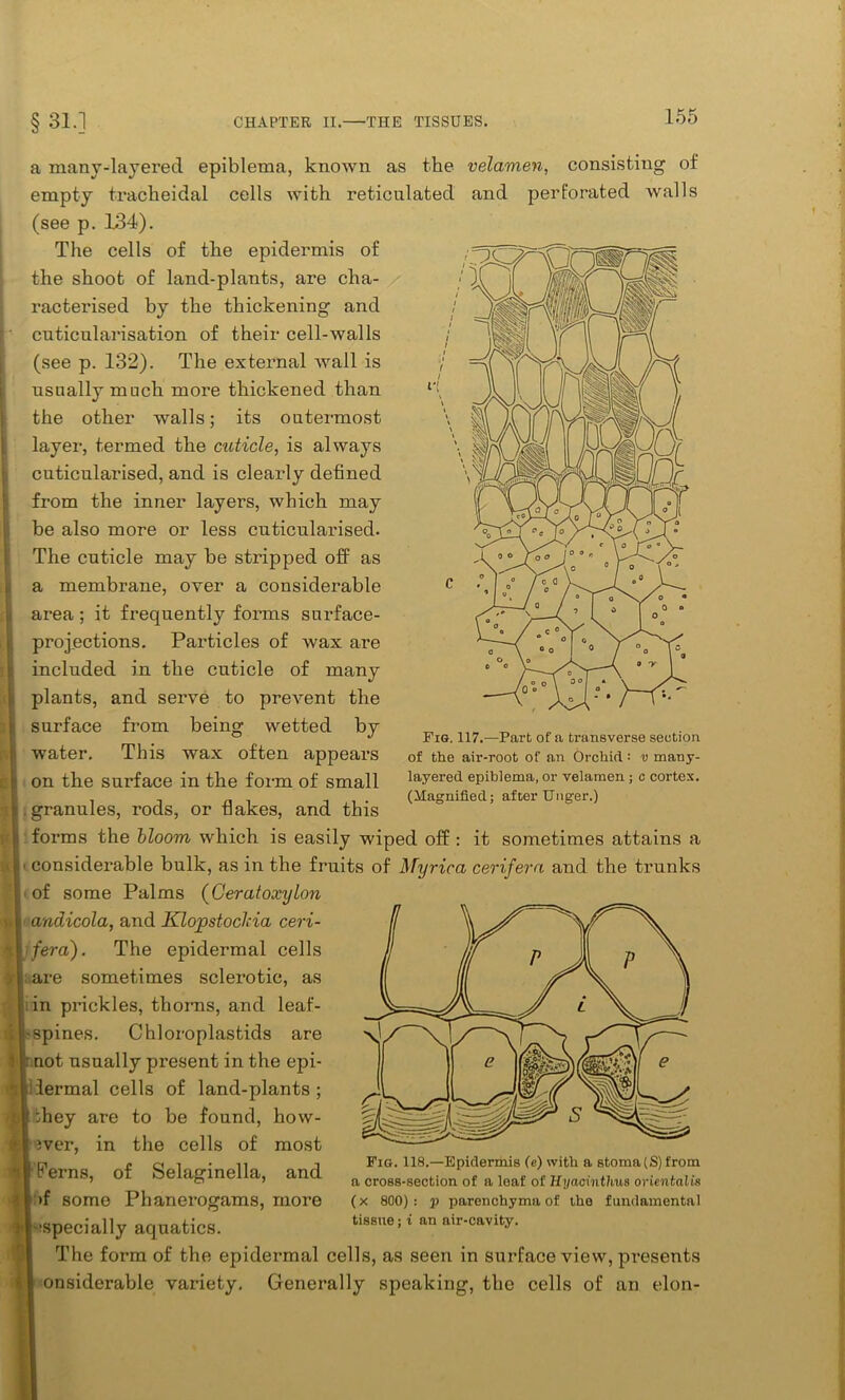 a many-layered epiblema, known as the velamen, consisting of empty tracheidal cells with reticulated and perforated walls (see p. 134). The cells of the epidermis of the shoot of land-plants, are cha- racterised by the thickening and cuticularisation of their cell-walls (see p. 132). The external wall is usually much more thickened than the other walls; its outermost layer, termed the cuticle, is always cuticularised, and is clearly defined from the inner layers, which may be also more or less cuticularised. The cuticle may be stripped off as a membrane, over a considerable area ; it frequently forms surface- projections. Particles of wax are included in the cuticle of many plants, and serve to prevent the surface from being wetted by water. This wax often appears on the surface in the form of small granules, rods, or flakes, and this forms the bloom which is easily wiped off : it sometimes attains a considerable bulk, as in the fruits of Myrica cerifera and the trunks of some Palms (Ceratoxylon andicola, and Klopstodcia ceri- fera). The epidermal cells ; are sometimes sclerotic, as in prickles, thorns, and leaf- - spines. Chloroplastids are : not usually present in the epi- dermal cells of land-plants; f :hey are to be found, how- ;ver, in the cells of most | Ferns, of Selaginella, and >f some Phanerogams, more ispecially aquatics. The form of the epidermal cells, as seen in surface view, presents onsiderable variety. Generally speaking, the cells of an elon- Fig. 117.—Part of a transverse section of the air-root of an Orchid: v many- layered epiblema, or velamen ; c cortex. (Magnified; after Unger.) Fig. 118.—Epidermis (e) with a stoma (S) from a cross-section of a leaf of Hyaointlms orientalis (x 800) : p parenchyma of the fundamental tissue; i an air-cavity.