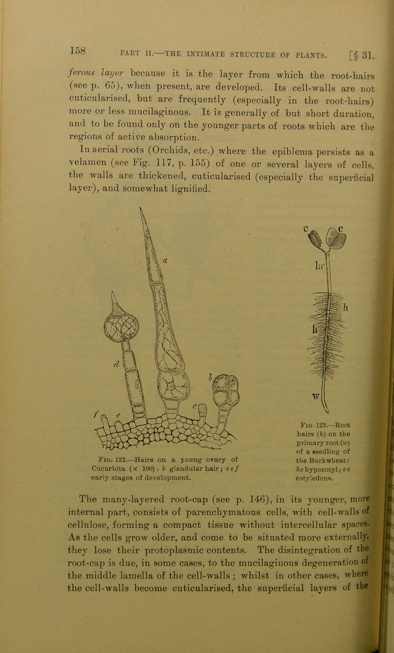 ferous layer because it is the layer from which the root-hairs (see p. 65), when present, are developed. Its cell-walls are not cuticularised, but are frequently (especially in the root-hairs) more or less mucilaginous. It is generally of but short duration, and to be found only on the younger parts of roots which are the regions of active absorption. In aerial roots (Orchids, etc.) where the epiblema persists as a velamen (see Fig. 117, p. 155) of one or several layers of cells, the walls are thickened, cuticularised (especially the superficial layer), and somewhat lignified. Fig. 122.—Hairs on a young ovary of Cucurbita (x 100): b glandular hair; cef early stages of development. Fig. 123.—Root hairs (h) on the primary root (u>) of a seedling of the Buckwheat: he hypocotyl; cc cotyledons. The many-layered root-cap (see p. 146), in its younger, more internal part, consists of parenchymatous cells, with cell-walls of cellulose, forming a compact tissue without intercellular spaces. As the cells grow older, and come to be situated more externally: they lose their protoplasmic contents. The disintegration of the root-cap is due, in some cases, to the mucilaginous degeneration of the middle lamella of the cell-walls ; whilst in other cases, where the cell-walls become cuticularised, the superficial layers of the