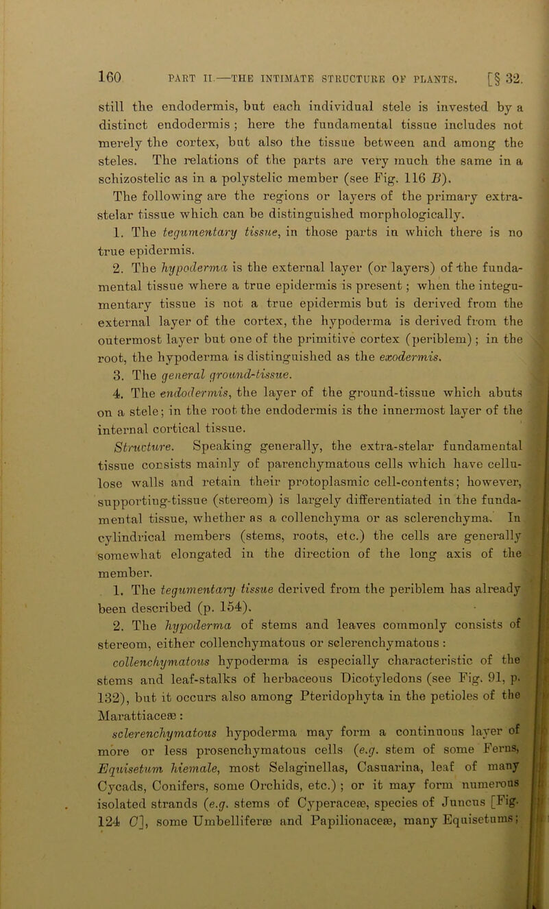 still the encloderrais, but each individual stele is invested by a distinct endodermis ; here the fundamental tissue includes not merely the cortex, but also the tissue between and among the steles. The relations of the parts are very much the same in a schizostelic as in a polystelic member (see Fig. 116 B). The following are the regions or layers of the primary extra- stelar tissue which can be distinguished morphologically. 1. The tegumentary tissue, in those parts in which there is no true epidermis. 2. The hypoderma is the external layer (or layers) of-the funda- mental tissue where a true epidermis is present; when the integu- mentary tissue is not a true epidermis but is derived from the external layer of the cortex, the hypoderma is derived from the outermost layer but one of the primitive cortex (periblem); in the root, the hypoderma is distinguished as the exodermis. 3. The general ground-tissue. 4. The endodermis, the layer of the ground-tissue which abuts on a stele; in the root the endodermis is the innermost layer of the internal cortical tissue. Structure. Speaking generally, the extra-stelar fundamental tissue consists mainly of parenchymatous cells which have cellu- lose walls and retain their protoplasmic cell-contents; however, supportiug-tissue (stereom) is largely differentiated in the funda- mental tissue, whether as a collenchyma or as sclerenchyma. In cylindrical members (stems, roots, etc.) the cells are generally somewhat elongated in the direction of the long axis of the member. 1. The tegiomentary tissue derived from the periblem has already been described (p. 154). 2. The hypoderma of stems and leaves commonly consists of stereom, either collenchymatous or sclerenchymatous : collenchymatous hypoderma is especially characteristic of the stems and leaf-stalks of herbaceous Dicotyledons (see Fig. 91, p. 132), but it occurs also among Pteridophyta in the petioles of the Marattiacece: sclerenchymatous hypoderma may form a continuous layer of more or less prosenchymatous cells (e.g. stem of some Ferns, Eguisetum hiemale, most Selaginellas, Casuarina, leaf of many Cycads, Conifers, some Orchids, etc.) ; or it may form numerons isolated strands {e.g. stems of Cyperacere, species of Juncus [Fig. 124 0], some Umbelliferce and Papilionacere, many Equisetuins;