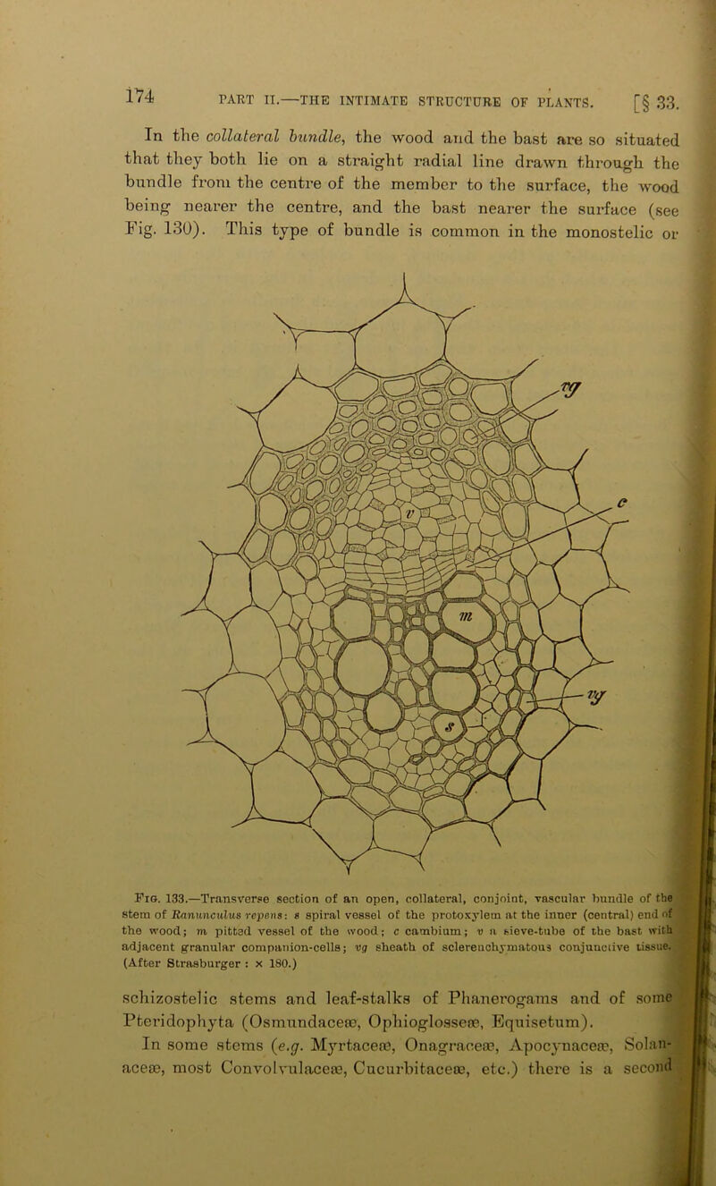 In the collateral bundle, the wood and the bast are so situated that they both lie on a straight radial line drawn through the bundle from the centre of the member to the surface, the wood being nearer the centre, and the bast nearer the surface (see Fig. 130). This type of bundle is common in the monostelic or Fig. 133.—Transverse section of an open, collateral, conjoint, vascular bundle of the stem of Ranunculus repens: s spiral vessel of the protoxylem at the inner (central) end of the wood; m pitted vessel of the wood; c cambium; v a sieve-tube of the bast with adjacent granular companion-cells; vg sheath of sclereuchymatous conjunctive tissue. (After Strasburger : x 180.) schizostelic stems and leaf-stalks of Phanerogams and of some Pteridophyta (Osmundacese, Opliioglossere, Equisetum). In some stems (e.g. Myrtaceae, Onagracea?, Apocynacem, Solan- acem, most Convolvulaceae, Cucurbitaceoe, etc.) there is a secoml