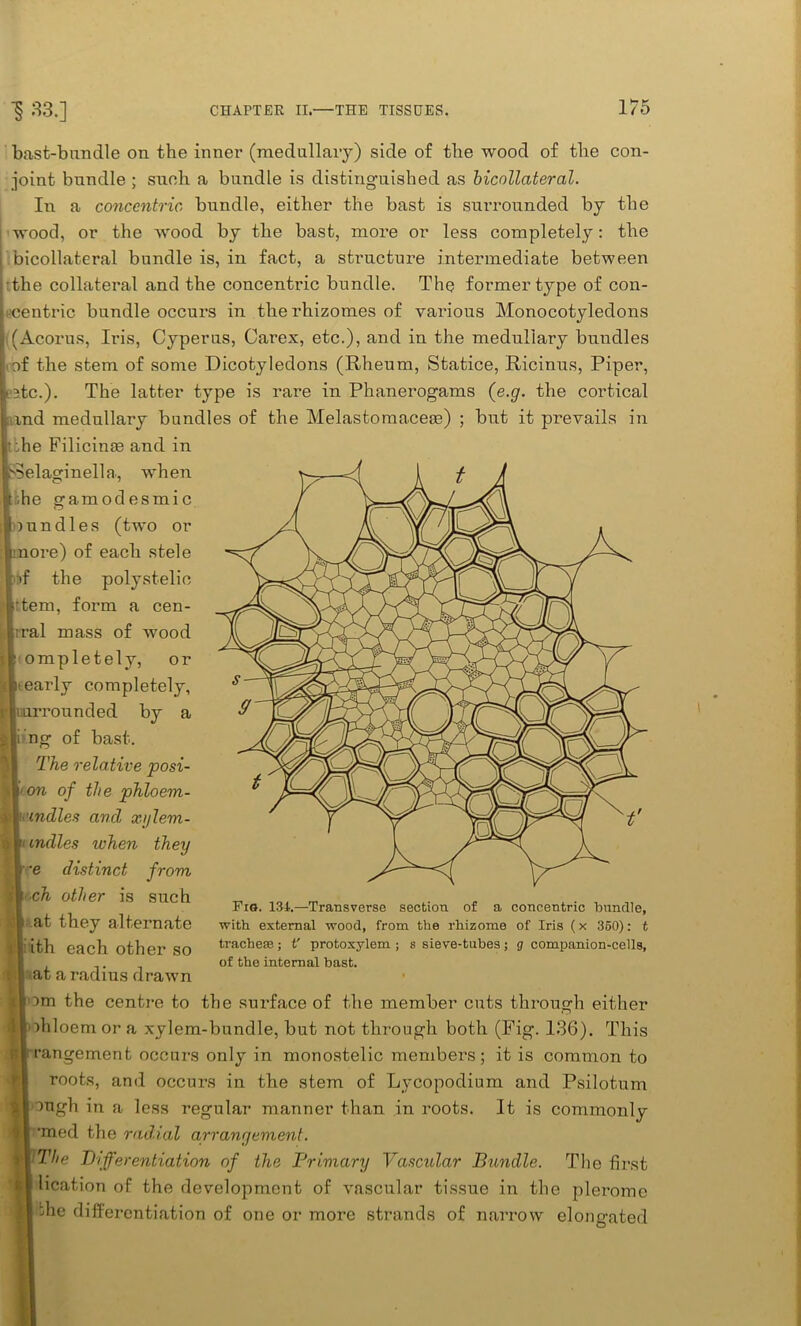 bast-bundle on the inner (medullary) side of the wood of the con- joint bundle ; such a bundle is distinguished as hicollateral. In a concentric bundle, either the bast is surrounded by the wood, or the wood by the bast, more or less completely: the bicollateral bundle is, in fact, a structure intermediate between uthe collateral and the concentric bundle. The former type of con- ! centric bundle occurs in the rhizomes of various Monocotyledons (Acorus, Iris, Cyperus, Carex, etc.), and in the medullary bundles of the stem of some Dicotyledons (Rheum, Statice, Ricinus, Piper, e 3,tc.). The latter type is rare in Phanerogams (e.g. the cortical : vnd medullary bundles of the Melastomacefe) ; but it prevails in Fig. 134.—Transverse section of a concentric bundle, with external wood, from the rhizome of Iris (x 360): t tracheae; t' protoxylem ; s sieve-tabes; g companion-cells, of the internal bast. i. om the centre to the surface of the member cuts through either ■>ohloem or a xylem-bundle, but not through both (Fig. 136). This B| rangement occurs only in monostelic members; it is common to roots, and occurs in the stem of Lycopodium and Psilotum 1 ough in a less regular manner than in roots. It is commonly > -med the radial arrangement. I The Differentiation of the Primary Vascular Bundle. The first lication of the development of vascular tissue in the plerome ldie differentiation of one or more strands of narrow elongated he Filicinte and in Is? el agin ell a, when he gamodesmic nun dies (two or nore) of each stele of the polystelie •tern, form a cen- rral mass of wood ompletely, or •early completely, uirrounded by a i ng of bast. The relative posi- I' on of the phloem- ’ \indles and xylem- ^ undies when they • -e distinct from ■ch other is such at they alternate ith each other so • at a radius drawn