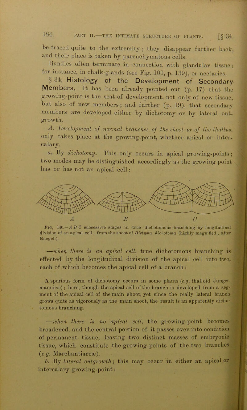 be traced quite to the extremity ; they disappear further back, and their place is taken by pai’enchymatous cells. Bundles often terminate in connection with glandular tissue; for instance, in chalk-glands (see Fig. 100, p. 139), or nectaries. § 34. Histology of the Development of Secondary Members. It has been already pointed out (p. 17) that the growing-point is the seat of development, not only of new tissue, but also of new members ; and further (p. 19), that secondary members are developed either by dichotomy or by lateral out- growth. A. Development of normal branches of the shoot or of the thallus. only takes place at the growing-point, whether apical or inter- calary. a. By dichotomy. This only occurs in apical growing-points ; two modes may be distinguished accordingly as the growing-point has or has not an apical cell: Fig. 140.—A B C successive stages in true dichotomous branching by longitudinal division of an apical cell; from the shoot of Dictyota dichotoma (highly magnified ; after Naegeli). —when there is an apical cell, true dichotomous branching is effected by the longitudinal division of the apical cell into two, each of which becomes the apical cell of a branch : A spurious form of dichotomy occurs in some plants (e.g. tkalloid Junger- manniete); here, though the apical cell of the branch is developed from a seg- ment of the apical cell of the main shoot, yet since the really lateral branch grows quite as vigorously as the main shoot, the result is an apparently dicho- tomous branching. —when there is no apical cell, the growing-point becomes broadened, and the central portion of it passes over into condition of permanent tissue, leaving two distinct masses of embryonic tissue, which constitute the growing-points of the two branches {e.g. Marchantiacere). b. By lateral outgrowth; this may occur in either an apical or intercalary growing-point: