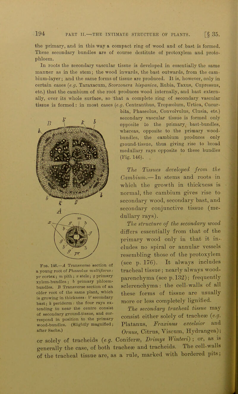 the primary, and in this way a compact ring of wood and of bast is formed. These secondary bundles are of course destitute of protoxylem and proto- phloem. In roots the secondary vascular tissue is developed in essentially the same manner as in the stem; the wood inwards, the bast outwards, from the cam- bium-layer ; and the same forms of tissue are produced. It is, however, only in certain cases (e.g. Taraxacum, Scorzonera hispanica, Bubia, Taxus, Cupressus, etc.) that the cambium of the root produces wood internally, and bast extern- ally, over its whole surface, so 'that a complete ring of secondary vascular tissue is formed: in most cases (e.g. Centranthus, Tropasolum, Urtica, Cucur- bita, Phaseolus, Convolvulus, Clusia, etc.) secondary vascular tissue is formed only opposite to the primary, bast-bundles, whereas, opposite to the primary wood- bundles, the cambium produces only ground-tissue, thus giving rise to broad medullary rays opposite to these bundles (Fig. 146). The Tissues developed from the Cambium.— In stems and roots in which the growth in thickness is normal, the cambium gives rise to secondary wood, secondary bast, and secondary conjunctive tissue (me- dullary rays). The structure of the secondary wood differs essentially from that of the primary wood only in that it in- cludes no spiral or annular vessels resembling those of the protoxylem (see p. 176). It always includes tracheal tissue ; nearly always wood- parenchyma (see p. 132) ; frequently sclerenchyma: the cell-walls of all these forms of tissue are usually more or less completely lignified. The secondary tracheal tissue may consist either solely of tracheal (e.g. Platanus, Fraxinus excelsior and Fig. 146.—A Transverse section of a young root of Phaseolus multiflonis : pr cortex; to pith ; x stele; g primary xylem-bundles ; b primary phloem- bundles. B Transverse section of an older root of the same plant, which is growing in thickness : b' secondary bast; k periderm : the four rays ex- tending to near the centre consist of secondary ground-tissue, and cor- respond in position to the primary wood-bundles. (Slightly magnified; after Sachs.) Ornus, Citrus, Viscum, Hydrangea); or solely of tracheids (e.g. Coniferte, Drimys Winteri) ; or, as is generally the case, of both tracheal and tracheids. The cell-walls of the tracheal tissue are, as a rule, marked with bordered pits,