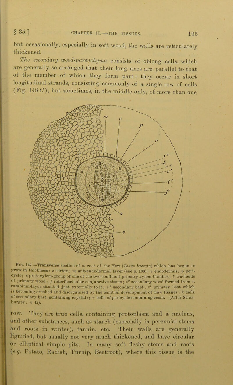 Fig. 147.—Transverse section of a root of the Yew (Taxus baccata) which has begun to grow in thickness: c cortex; m sub-endodcrmal layer (see p. 166); e endodermis; p peri- cycle; s protoxylem-group of one of the two confluent primary xylem-bundles; t' tracheids of primary wood ; / interfascicular conjunctive tissue; tn secondary wood formed from a cambium-layer situated just externally to it; v'i secondary bast; v' primary bast which is becoming crushed and disorganised by the cambial development of now tissues ; fe cells of secondary bast, containing crystals; r cells of pericyclo containing resin. (After Stras- bnrger; x 42). row. They are true cells, containing protoplasm and a nucleus, and other substances, such as starch (especially in perennial stems and roots in winter), tannin, etc. Their walls are generally lignified, but usually not very much thickened, and have circular or elliptical simple pits. In many soft fleshy stems and roots (e.rj. Potato, Radish, Turnip, Beetroot), where this tissue is the § 35-] CHAPTER II.—THE TISSUES. 195 but occasionally, especially in soft wood, the walls are reticulately thickened. The secondary wood-parenchyma consists of oblong cells, which are generally so arranged that their long axes are parallel to that of the member of which they form part : they occur in short longitudinal strands, consisting commonly of a single row of cells