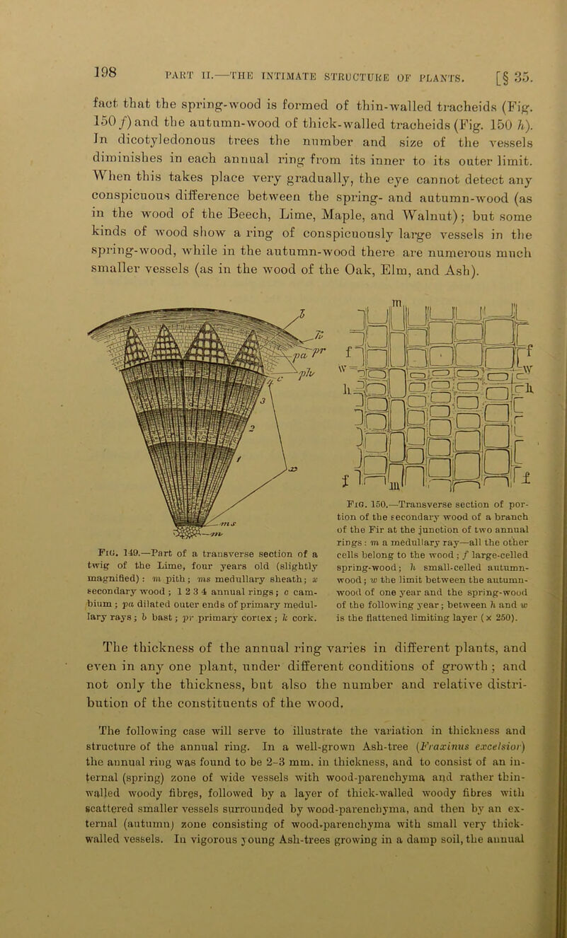 faot that the spring-wood is formed of thin-walled tracheids (Fig. 150 f) and the autumn-wood of thick-walled tracheids (Fig. 150 h). In dicotyledonous trees the number and size of the vessels diminishes in each annual ring from its inner to its outer limit. YY hen this takes place very gradually, the eye cannot detect any conspicuous difference between the spring- and autumn-wood (as in the wood of the Beech, Lime, Maple, and Walnut); but some kinds of wood show a ring of conspicuously large vessels in the spring-wood, while in the autumn-wood there are numerous much smaller vessels (as in the wood of the Oak, Elm, and Ash). Fig. 149.—Part of a transverse section of a twig of the Lime, four years old (slightly magnified): m pith; ms medullary sheath; * secondary wood ; 1 2 3 4 annual rings; o cam- bium ; pa dilated outer ends of primary medul- lary rays; b bast; pr primary cortex; 1c cork. Fig. 150.—Transverse section of por- tion of the secondary wood of a branch of the Fir at the junction of two annual rings : m a medullary ray—all the other cells belong to the wood ; / large-celled spring-wood; h small-celled autumn- wood ; w the limit between the autumn- wood of one year and the spring-wood of the following year; between h and w is the flattened limiting layer (x 250). The thickness of the annual ring varies in different plants, and even in any one plant, under different conditions of growth ; and not only the thickness, but also the number and relative distri- bution of the constituents of the wood. The following case will serve to illustrate the variation in thickness and structure of the annual ring. In a well-grown Ash-tree (Fraxinus excelsior) the annual ring was found to be 2-3 mm. in thickness, and to consist of an in- ternal (spring) zone of wide vessels with wood-parenchyma and rather tbin- walled woody fibres, followed by a layer of thick-walled woody fibres with scattered smaller vessels surrounded by wood-parenchyma, and then by an ex- ternal (autumn) zone consisting of wood.parenchyma with small very tliick- walled vessels. In vigorous young Ash-trees growing in a damp soil, the annual